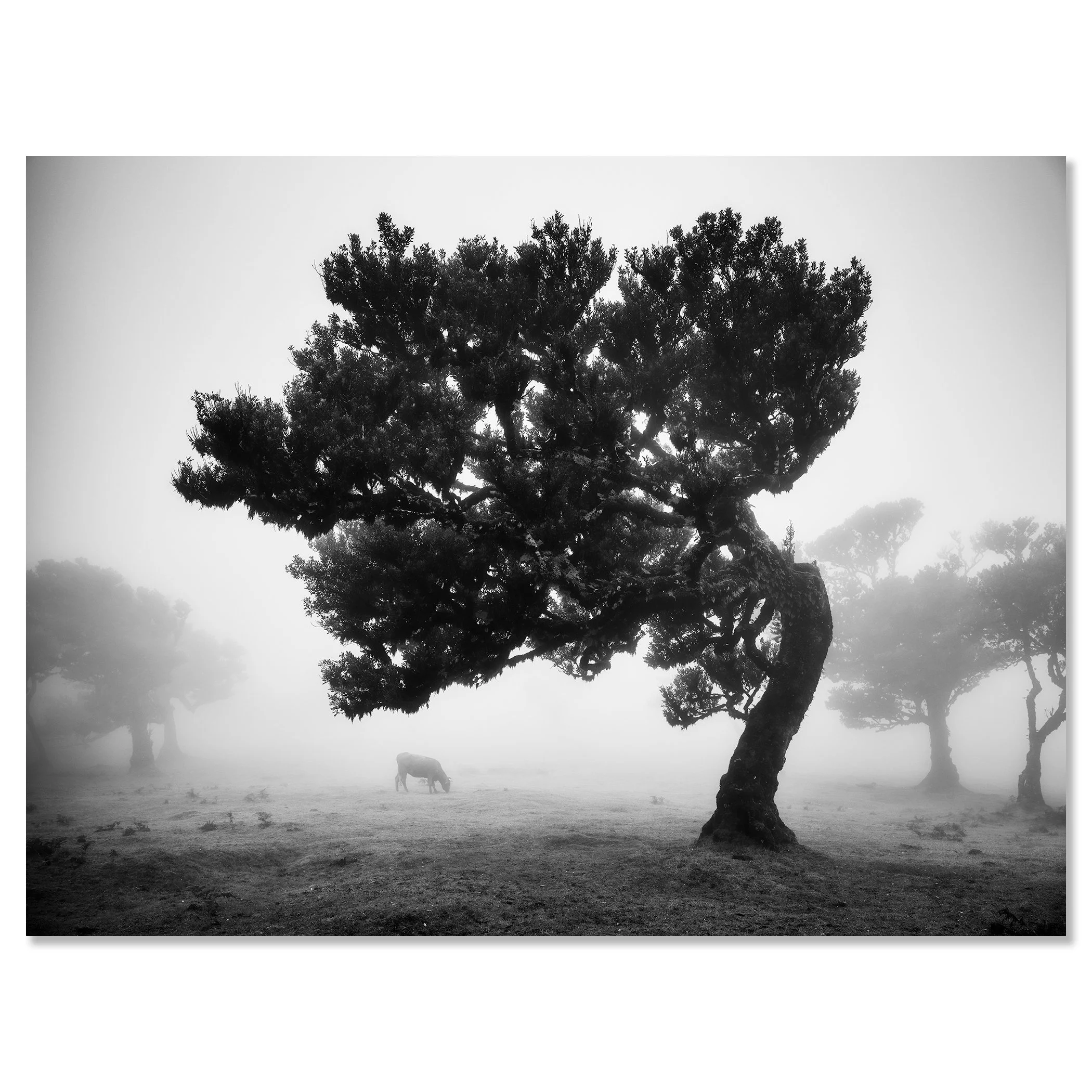 Black-and-white landscape photo of cows grazing in fog beside a windswept tree in Fanal, Madeira – dibond frameless