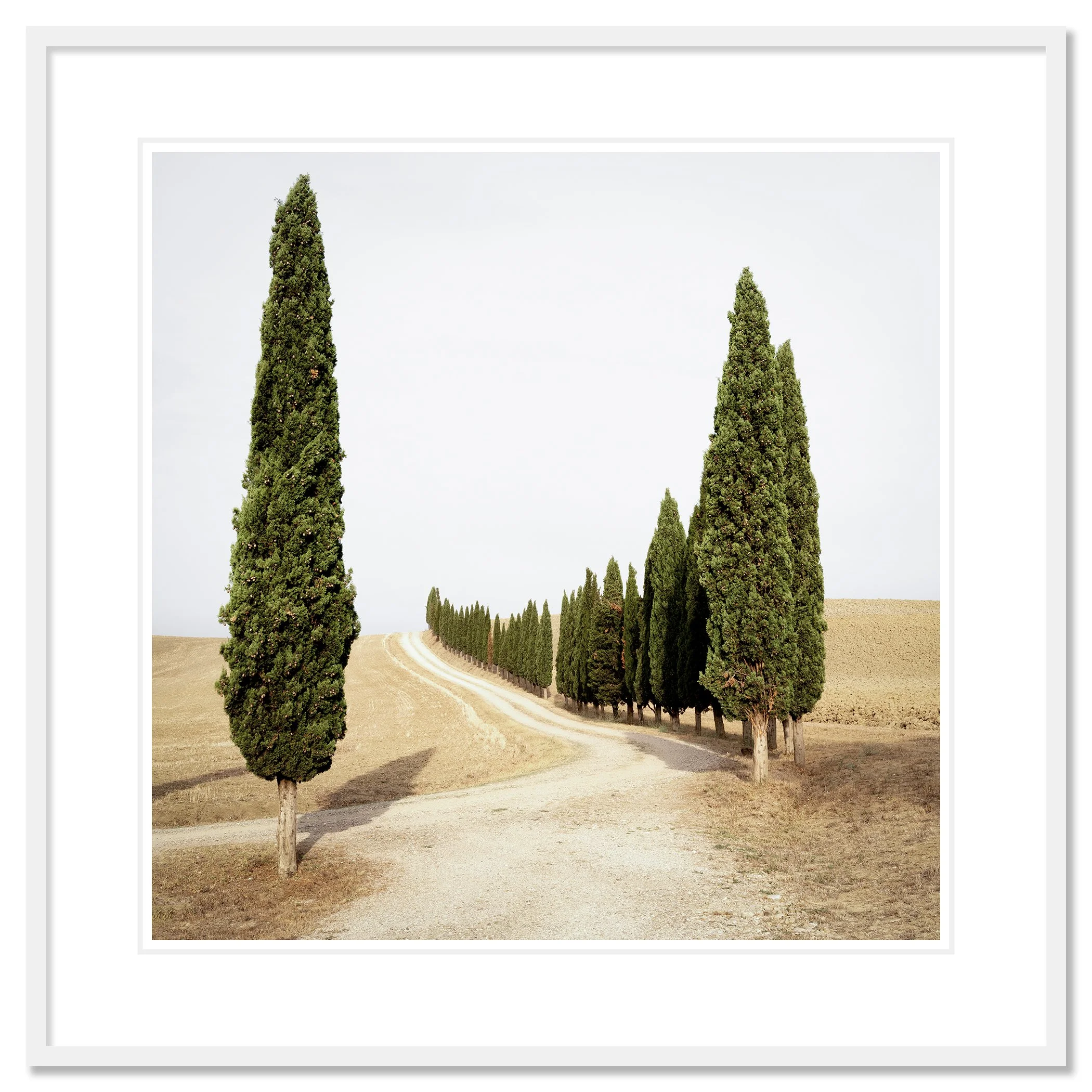 Gerald Berghammer - Color landscape photography. A winding dirt road lined with tall, green cypress trees on both sides in a dry, open landscape. Classic framed white
