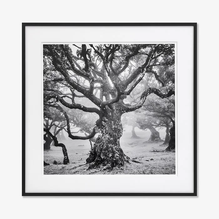 Ancient Laurisilva Forest Study 7, Portugal, Edition 1/7