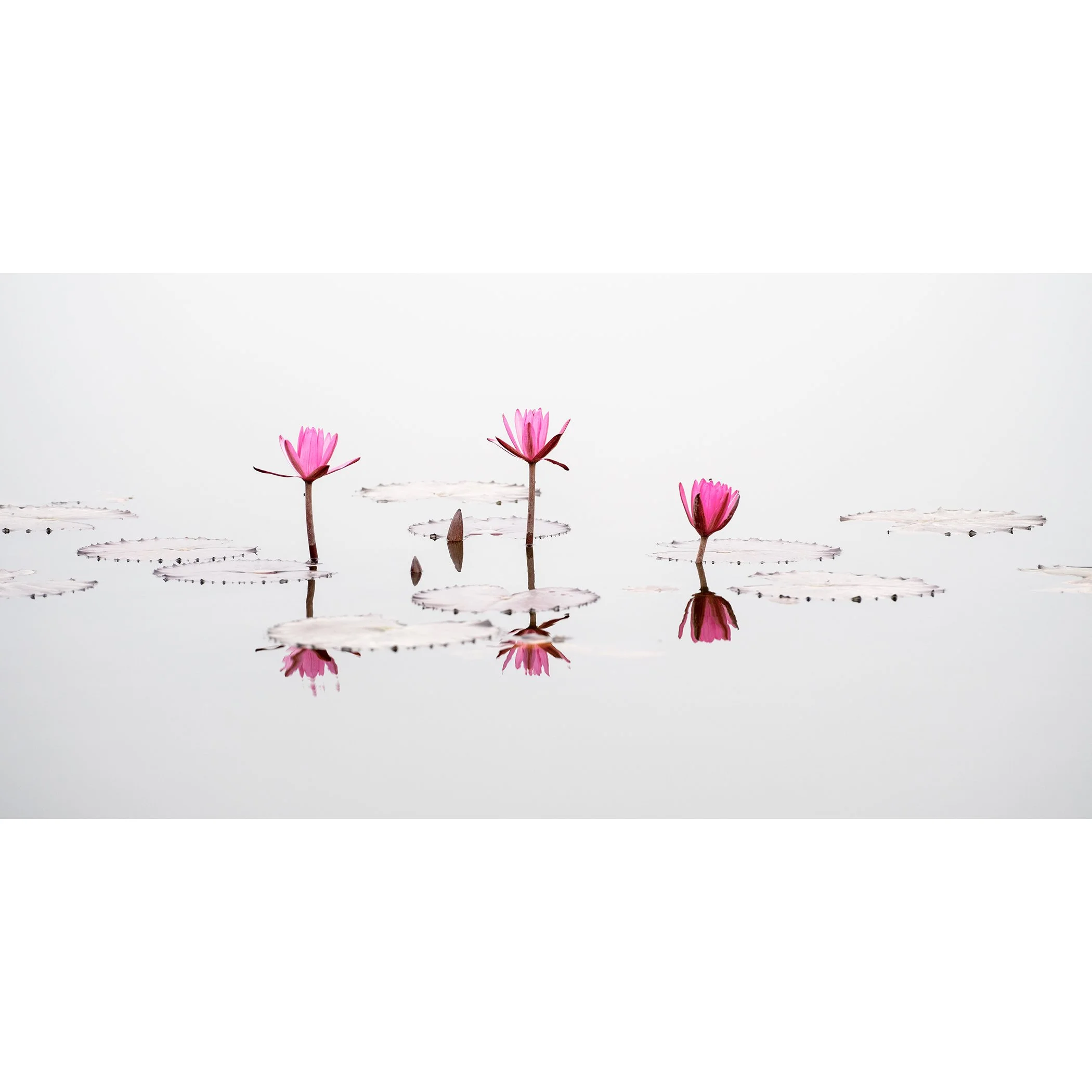 © 2025 Gerald Berghammer - Color long exposure seascape Photography. Three pink water lilies with open petals floating on water, with their reflections visible.