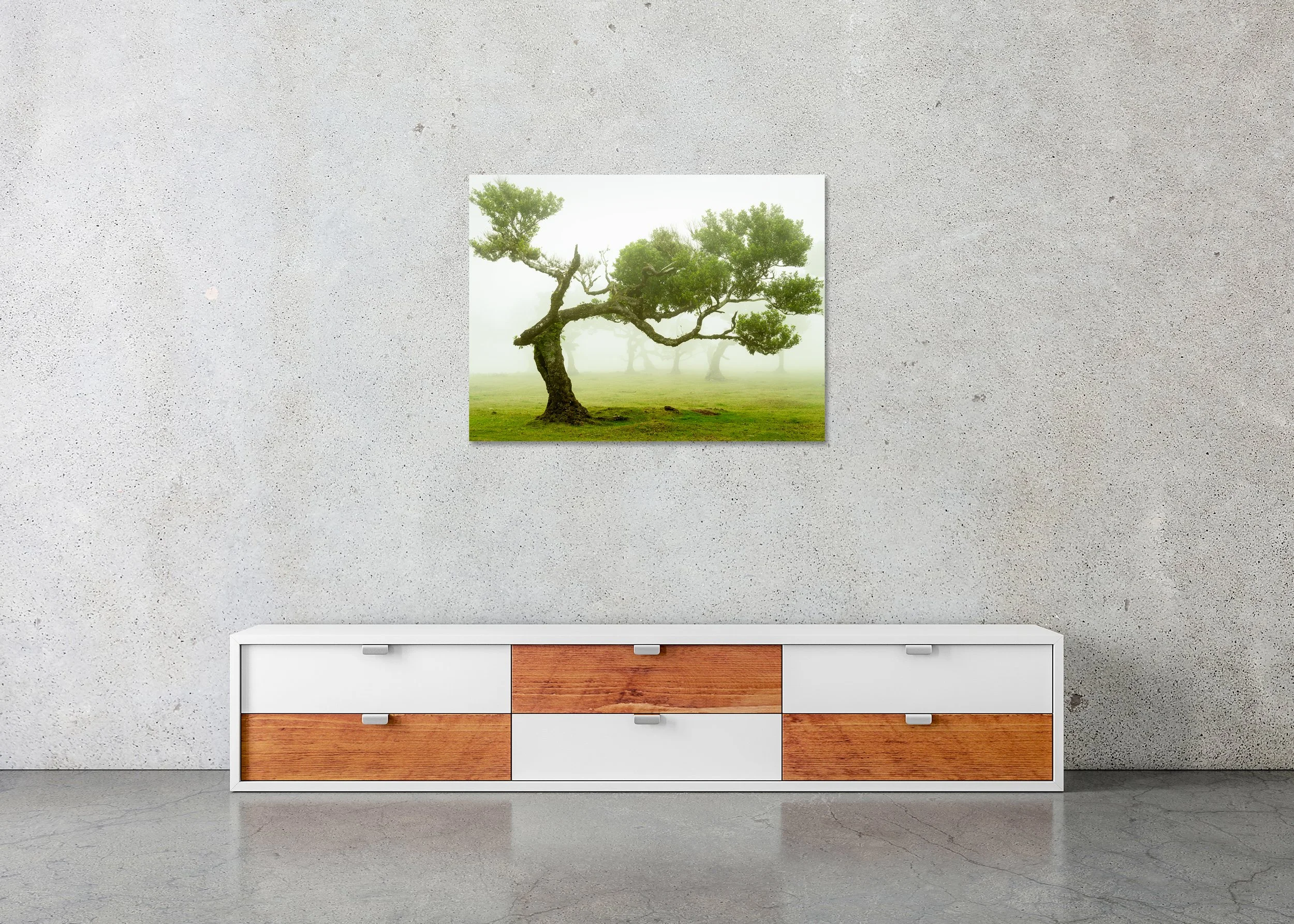 Ancient wind-shaped trees in a foggy green meadow in Madeira, peaceful atmospheric landscape photo print mounted on Dibond, frameless.