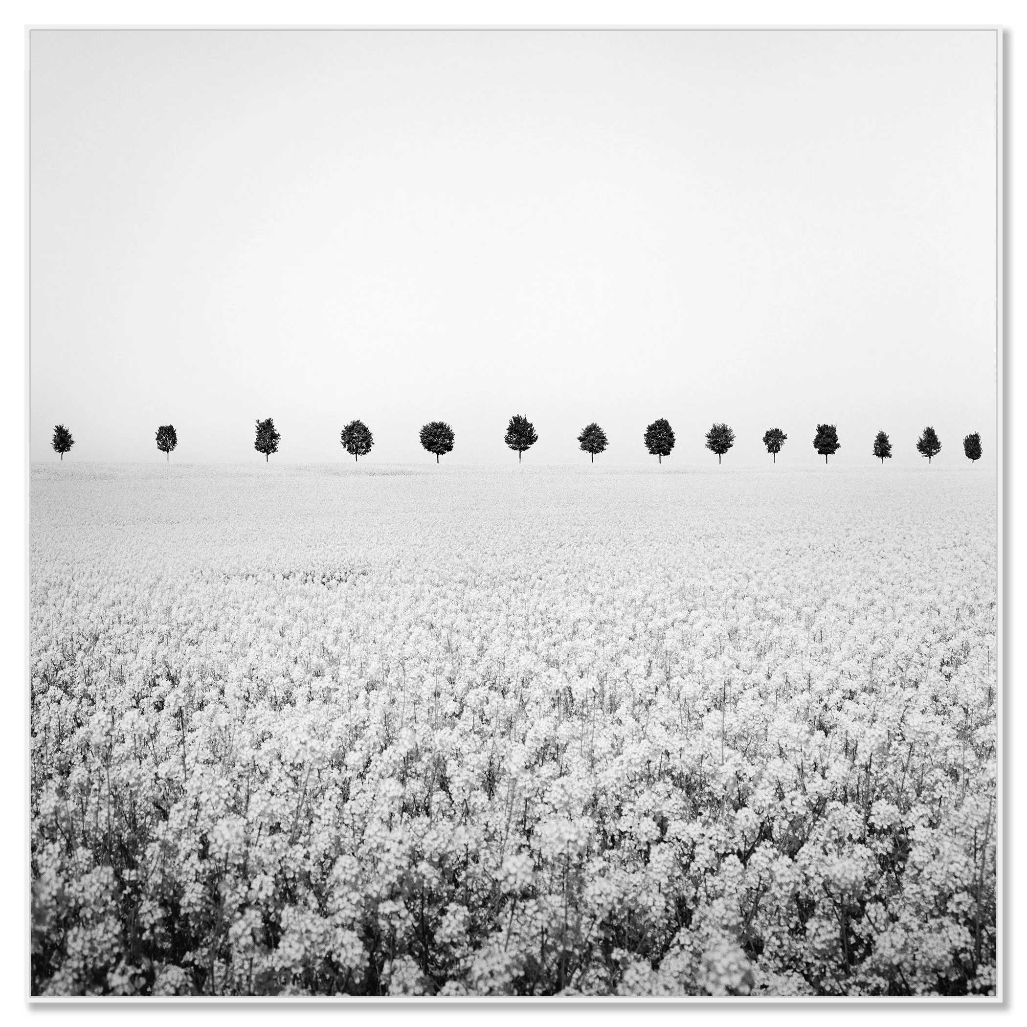 Brassica Napus Study 1 shown as a black-and-white Dibond print in a white aluminium ArtBox frame by Gerald Berghammer.
