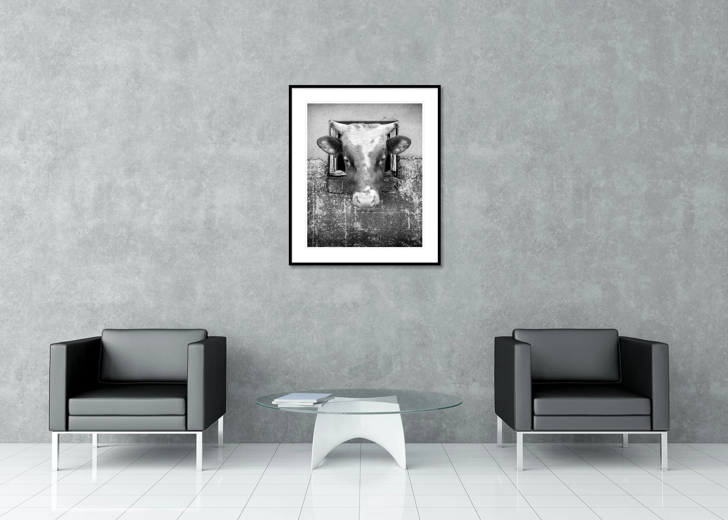 The Curious Cow, Study 1 – archival pigment print in an aluminium frame with a white mount, displayed in a modern interior.