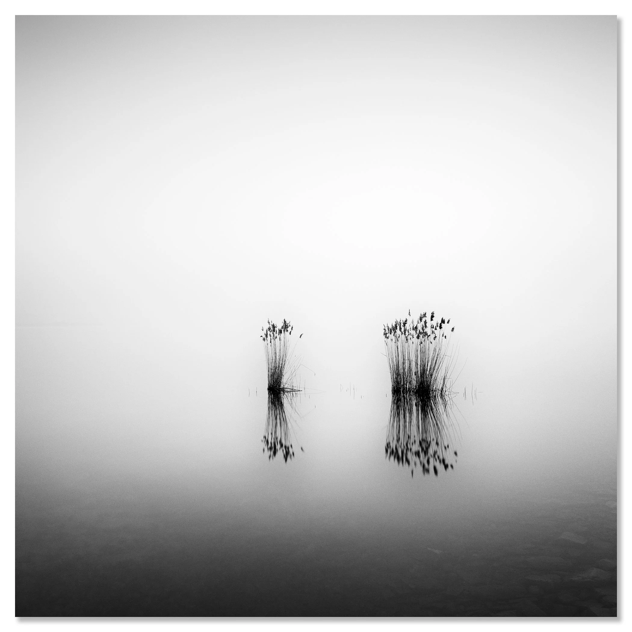 Phragmites Study 1 – Hungary black-and-white photograph mounted frameless on aluminium Dibond