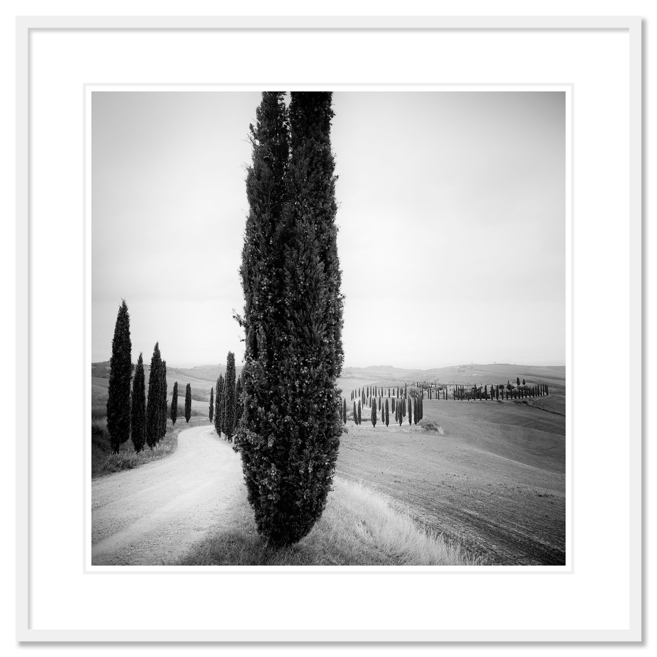 Cypress Trees Study 2 displayed in a white aluminium frame with white mount by Gerald Berghammer.