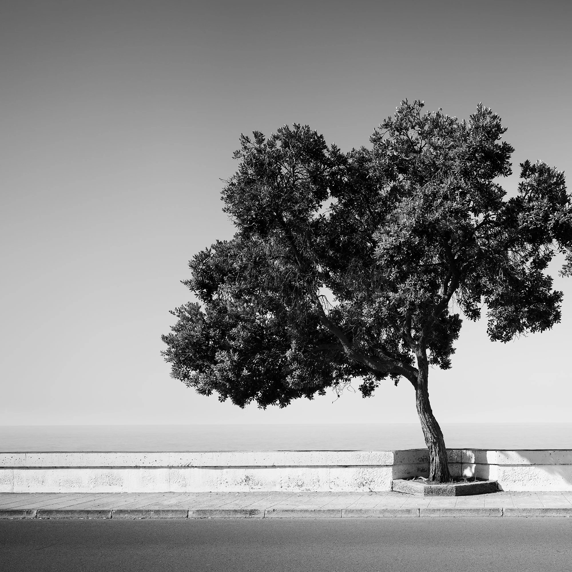 Tree by the Waterfront by Gerald Berghammer, detailed black-and-white view of the coastal tree, promenade and Atlantic horizon.