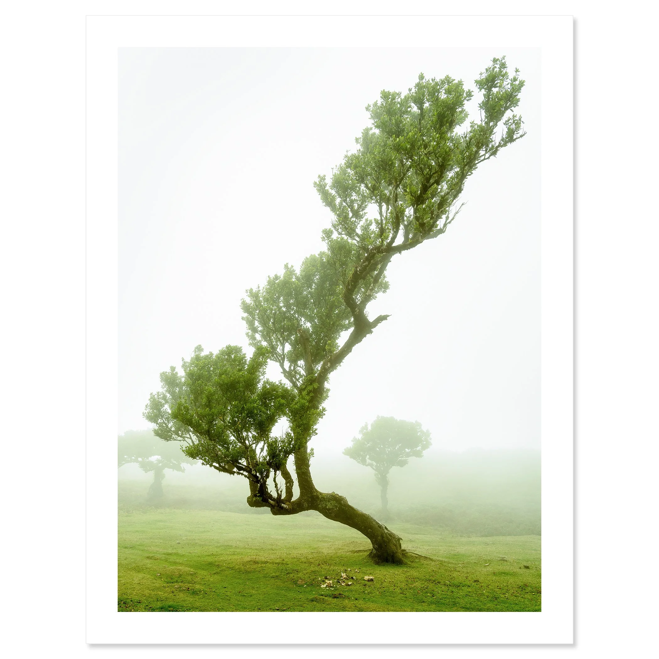 Gerald Berghammer - Color mystical landscape Photography. A uniquely shaped tree with a curved trunk, standing on a cow meadow, shrouded in fog. Fine art print only
