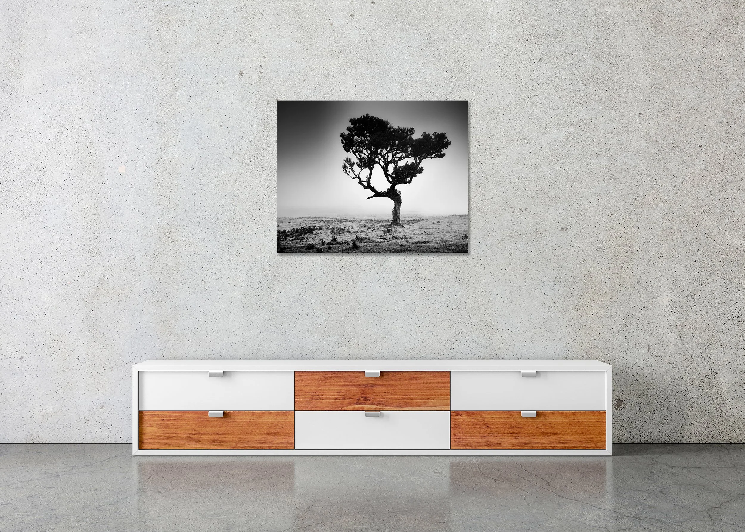 Solitary windswept tree in a foggy, barren landscape, black-and-white minimalist nature photograph, photo print mounted to Dibond, frameless.