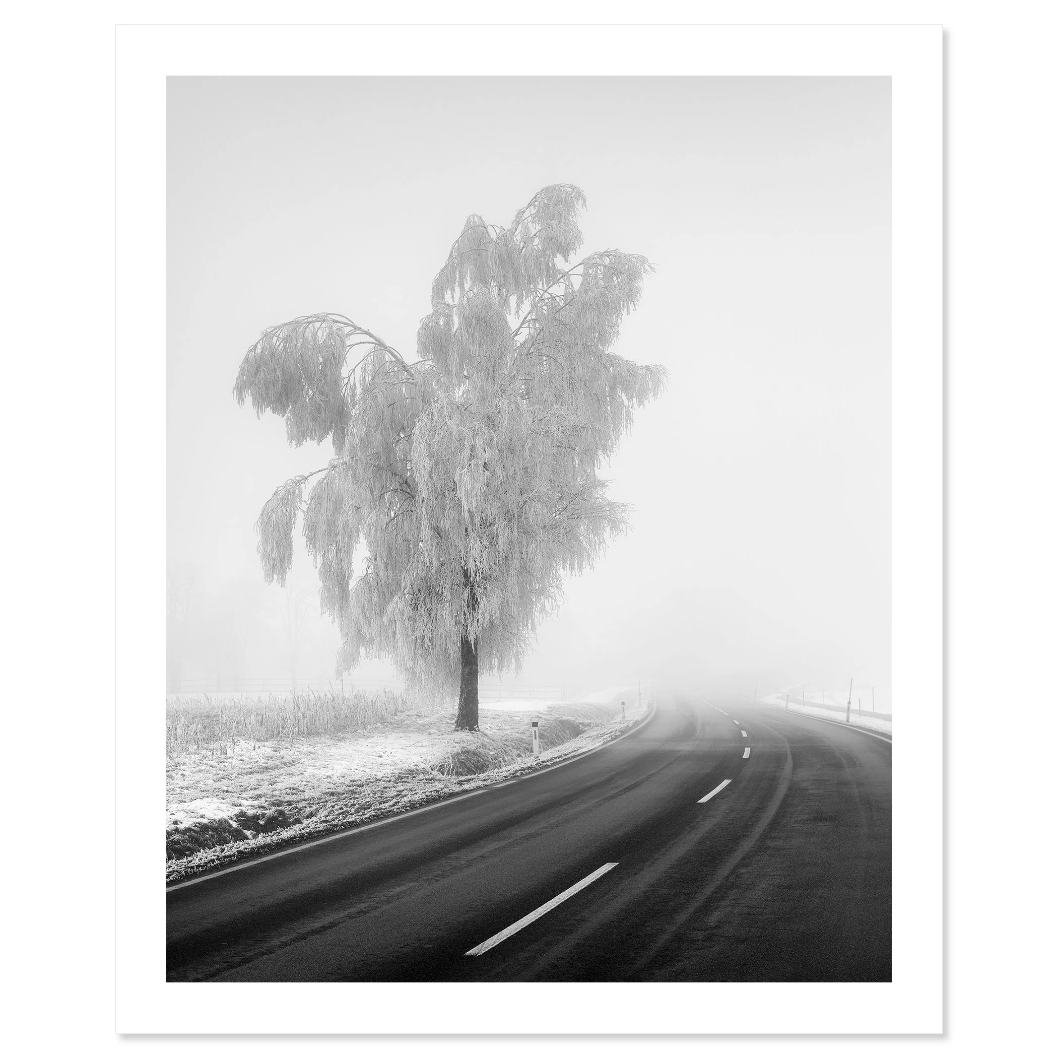 Frozen Birch Tree Study 2, minimalist black-and-white fine art photograph of a frost-covered birch tree and misty country road in Austria by Gerald Berghammer.
