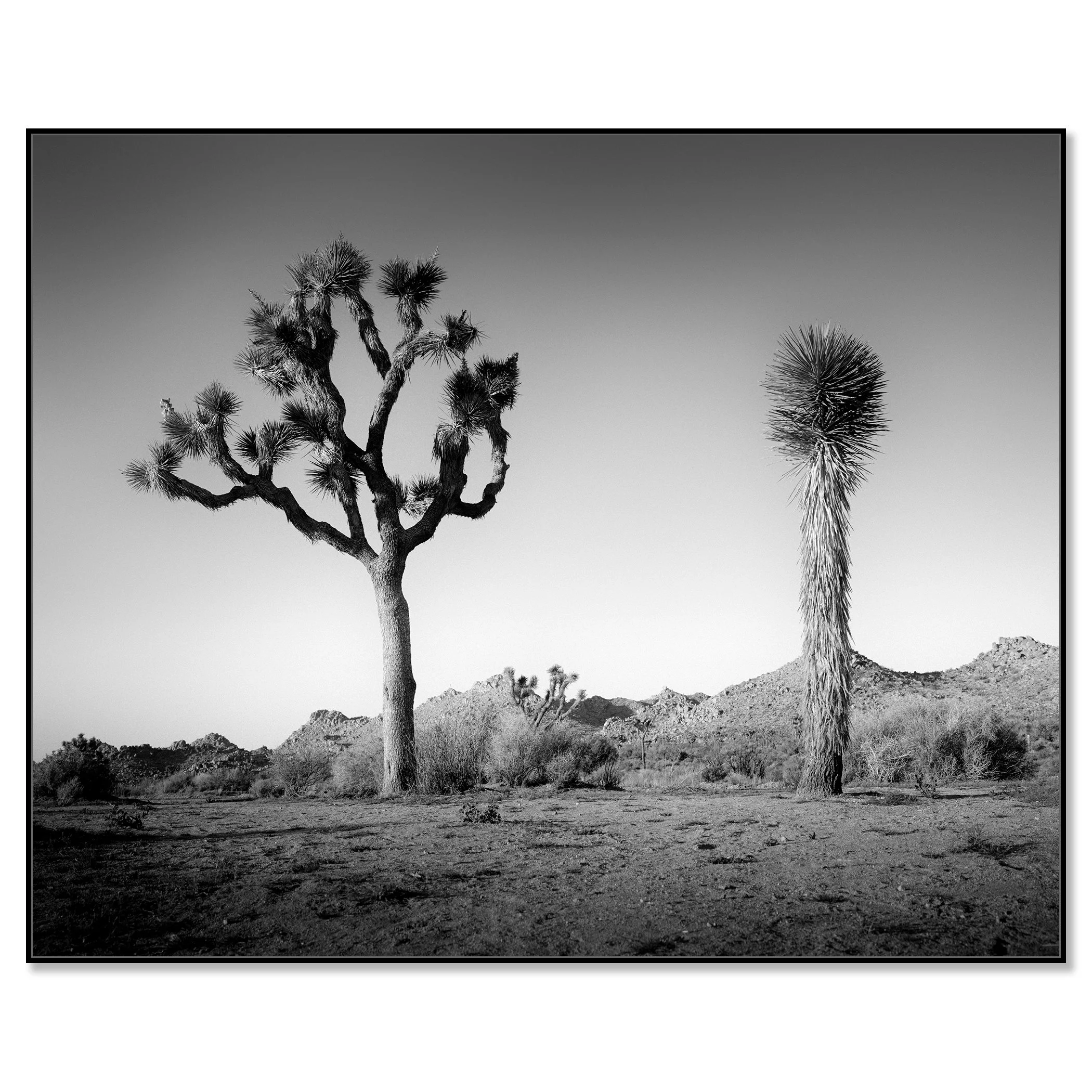 © 2015 Gerald Berghammer - Black and white photo of a desert landscape with two Joshua trees and mountain ridges, California, USA. Chromaluxe framed black