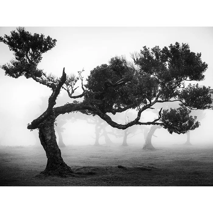 Ancient Laurisilva Forest Study 9 – Portugal | Gerald Berghammer