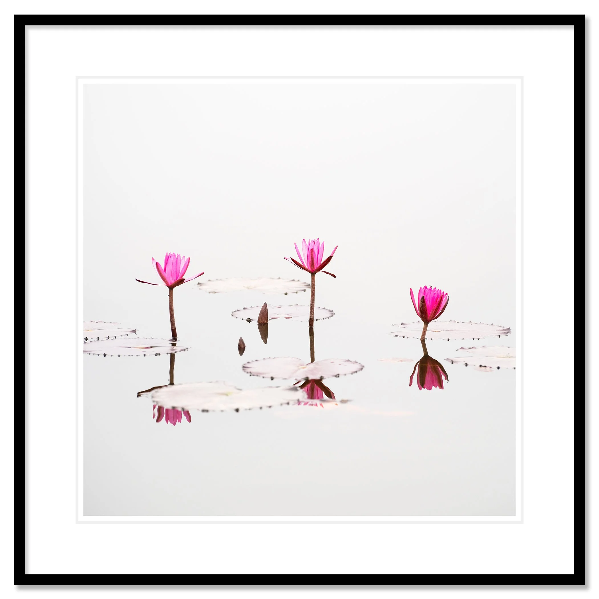 © 2025 Gerald Berghammer - Color waterscape photography. Three pink lotus flowers floating on a calm body of water with lily pads and reflections. Classic framed black