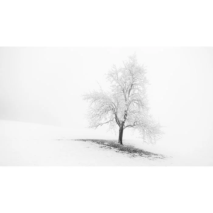 Frosted Winter Tree Panorama – Austria | Gerald Berghammer