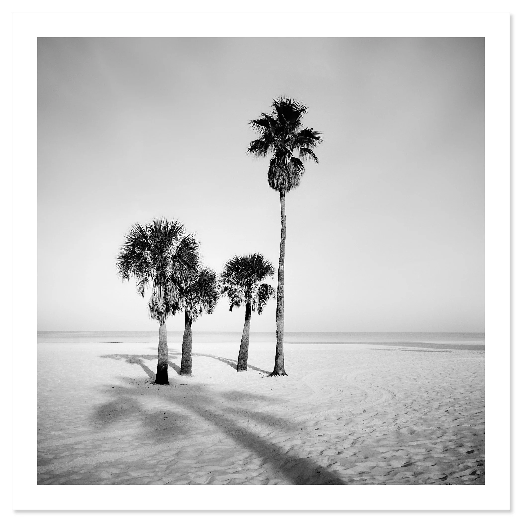 Palm Beach Study 6 shown as an archival fine art print with white border by Gerald Berghammer.