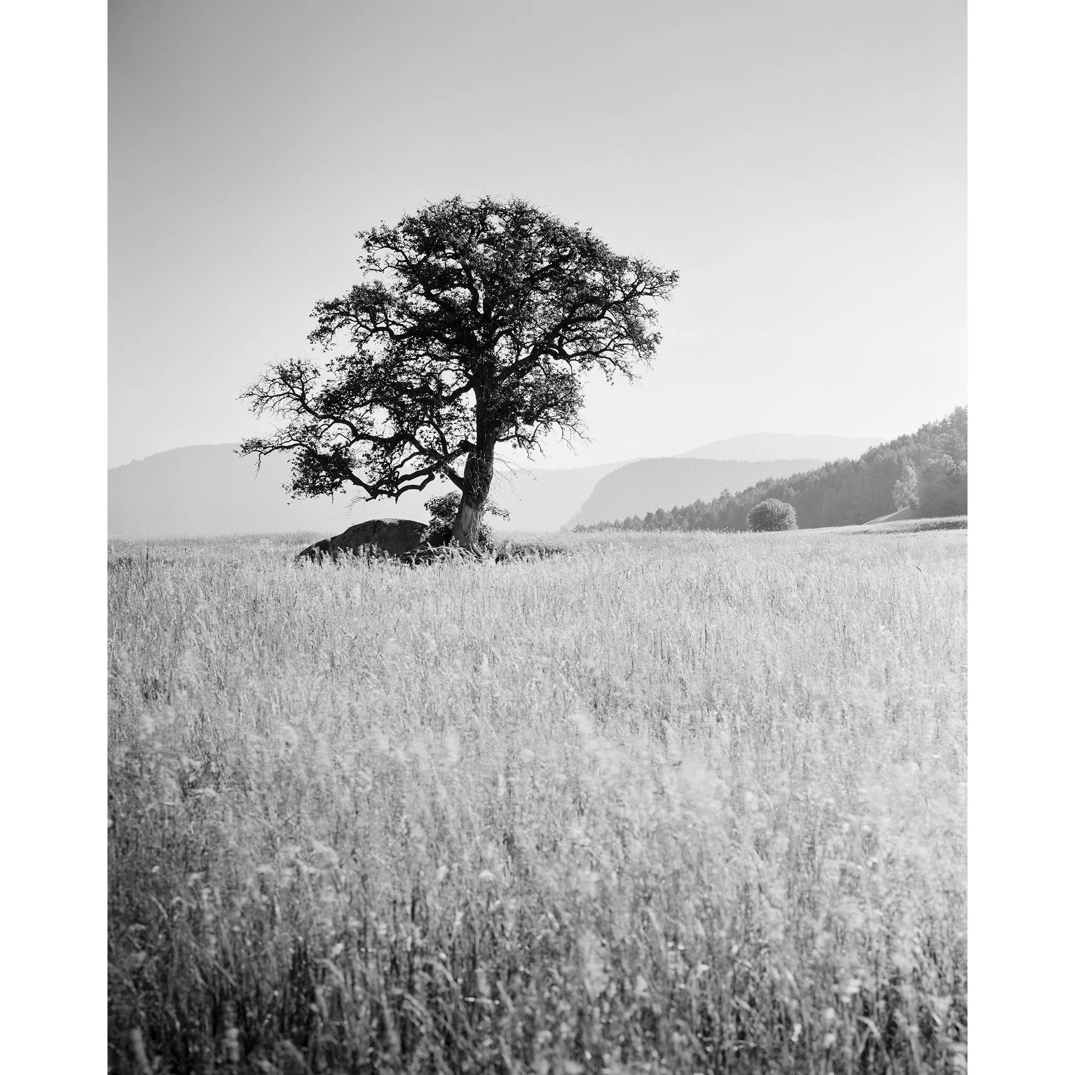 Morning Sun by Gerald Berghammer, black-and-white fine art photograph of a solitary tree on Seiser Alm in the Dolomites, Italy.