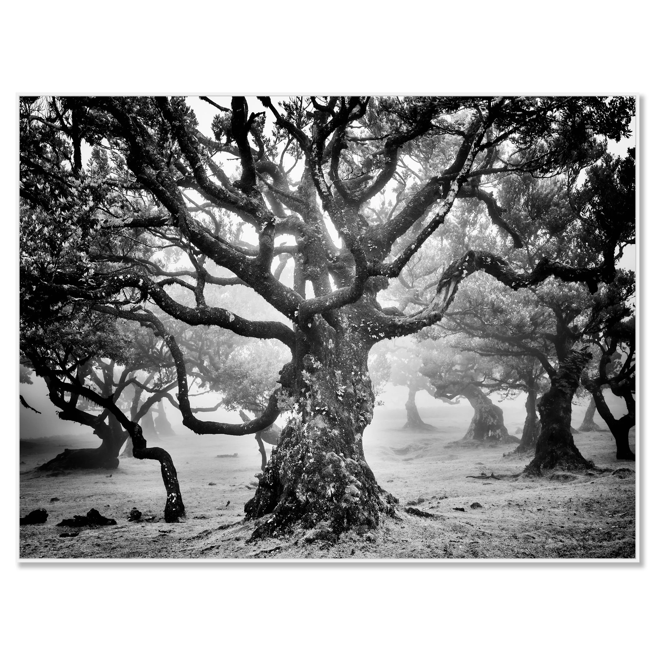 Ancient Laurisilva Forest Study 7 mounted on aluminium Dibond in a white ArtBox frame by Gerald Berghammer.