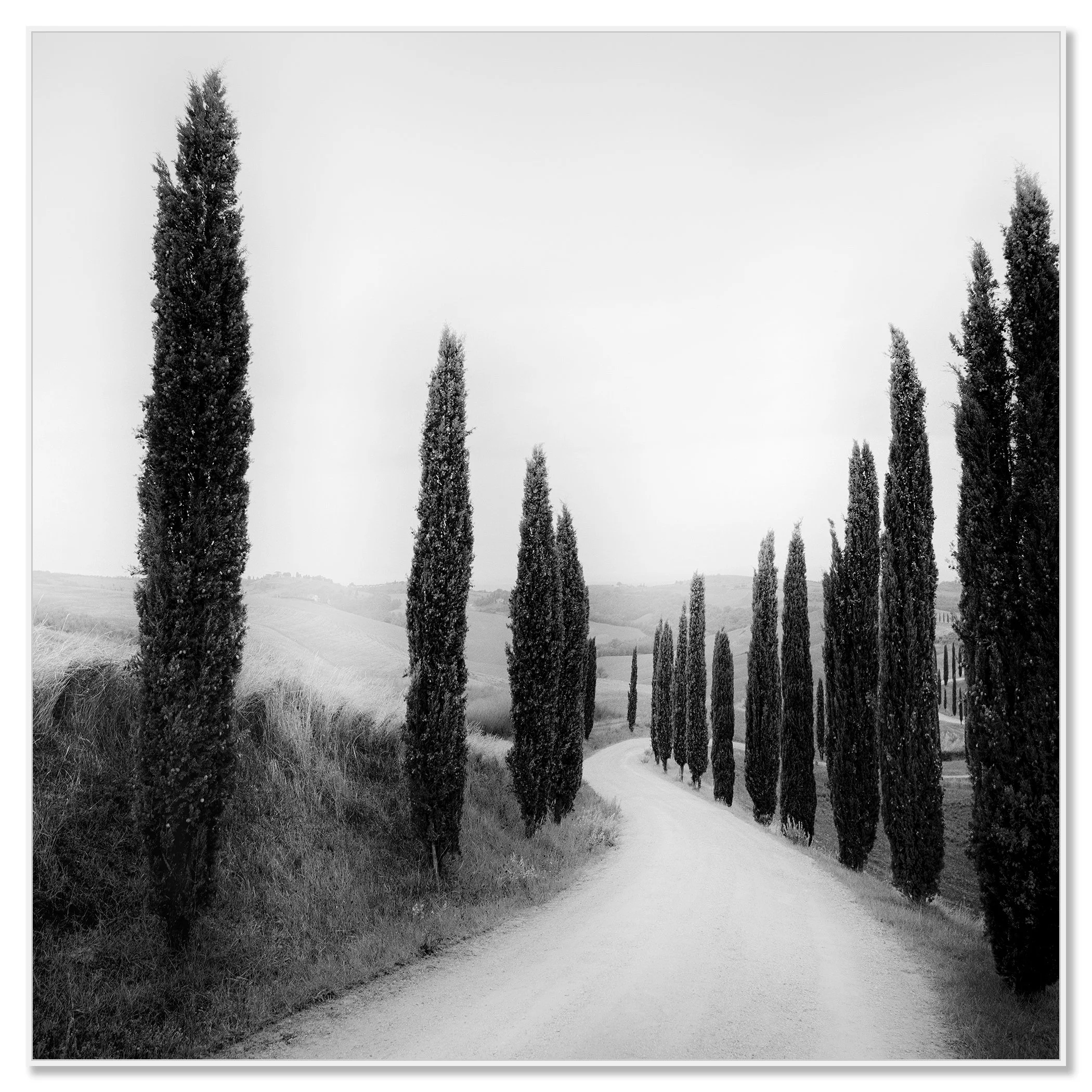 Path Lined with Cypress Trees by Gerald Berghammer shown in a white aluminium ArtBox frame.