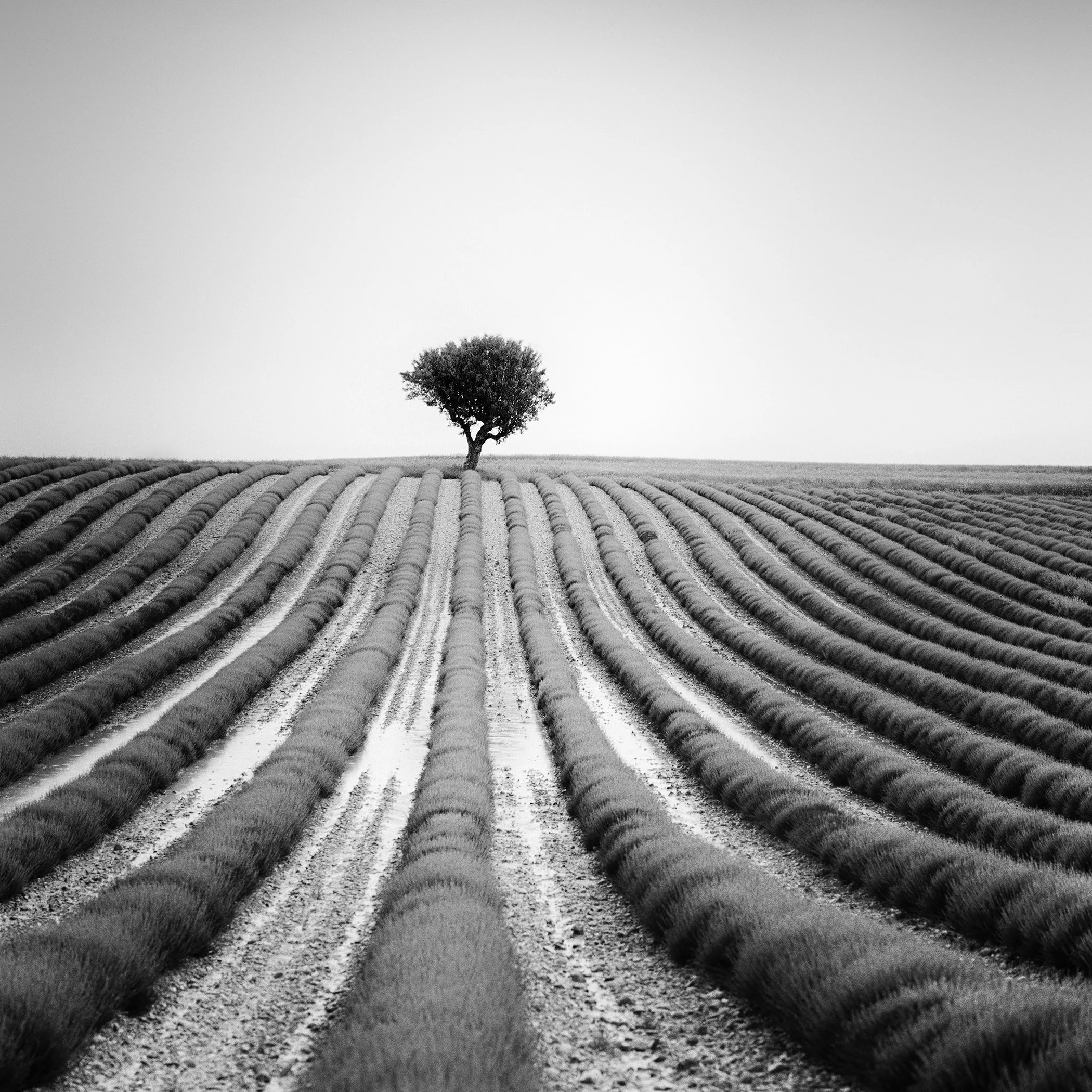 Black-and-white photograph of a solitary tree among symmetrical lavender rows in Provence, France, by Gerald Berghammer.