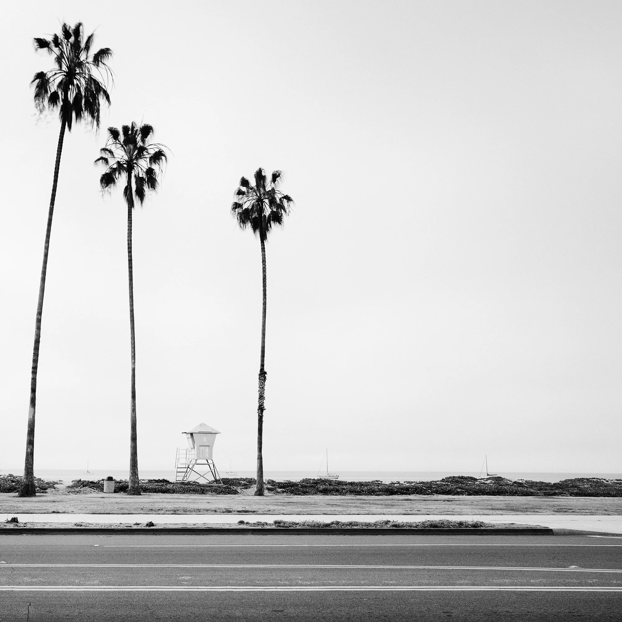 Detail of Palm Tree Study 4 showing palm trees, the Californian coastline and a lifeguard tower by Gerald Berghammer.