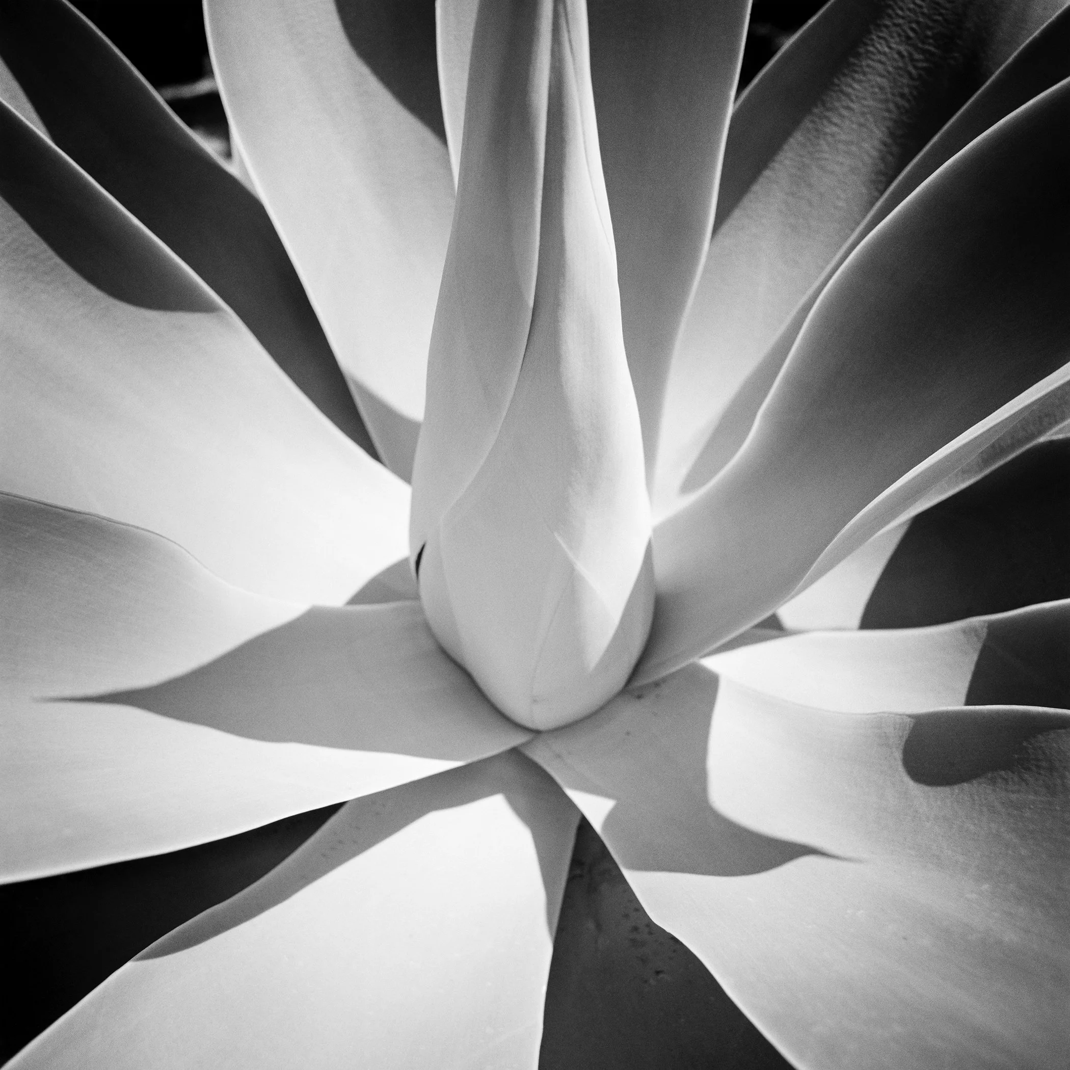 Black-and-white close-up of a blue agave in Arizona, its pointed leaves forming a geometric rosette under strong light.