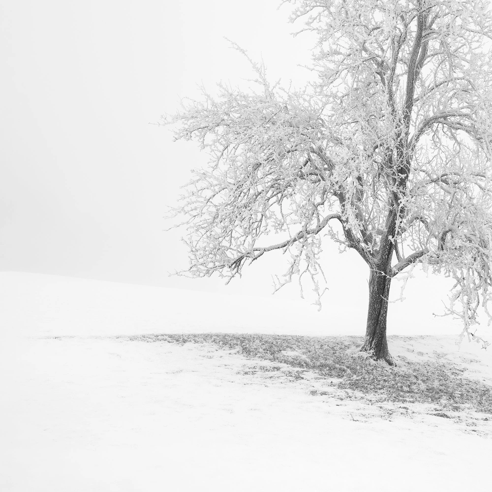 Fine detail of the frost-covered branches in Frosted Winter Tree – Austria by Gerald Berghammer.