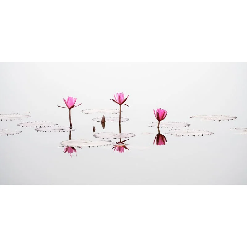 Gerald Berghammer - Three Pink Lotus Flower Panorama, Vietnam