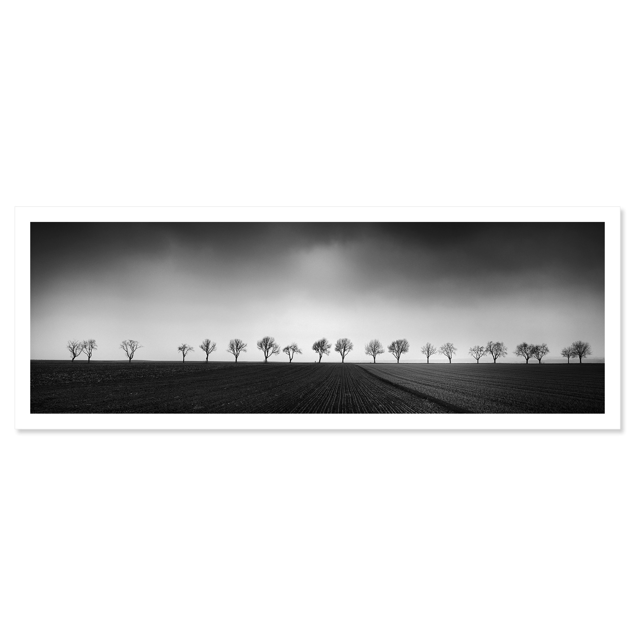 Gerald Berghammer - Black and white panorama photography. Landscape with a row of leafless trees across a flat field under a cloudy sky. Fine art print only