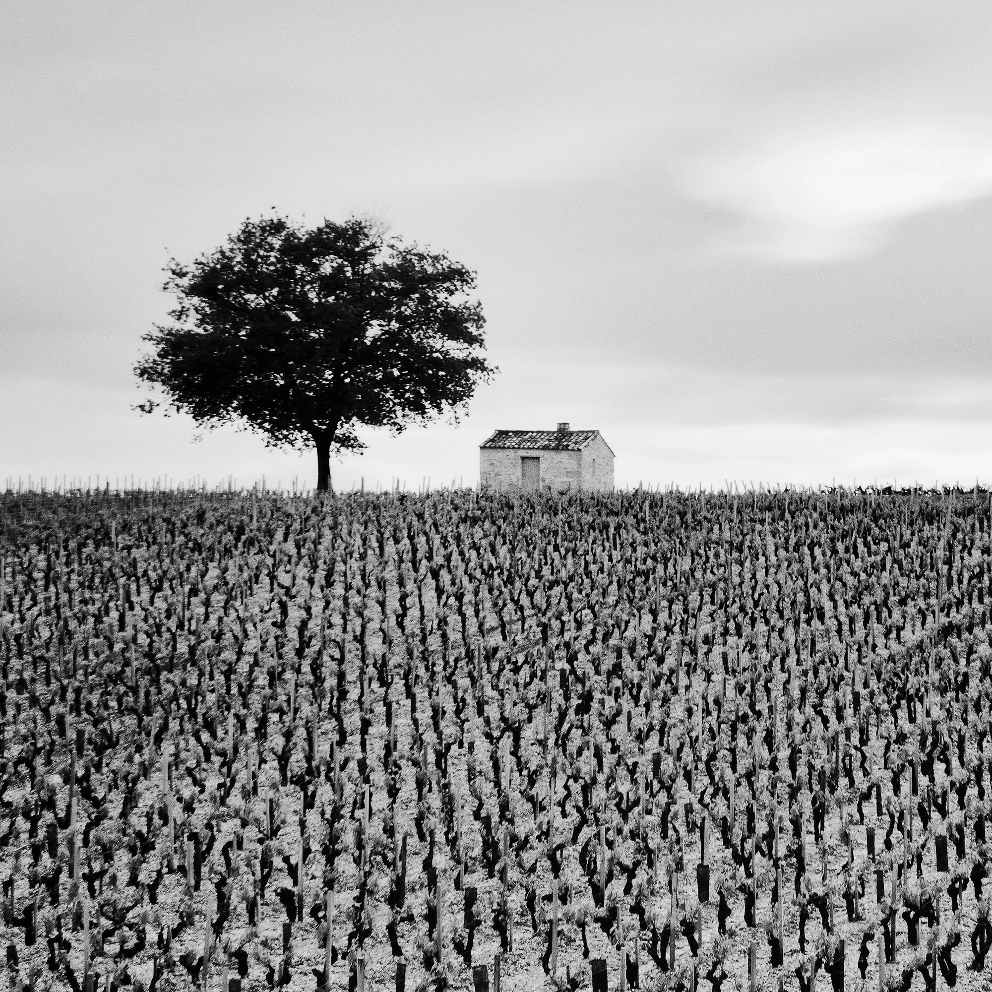 Champagne Paradise Study 2, detail of geometric vineyard landscape in Champagne, France, by Gerald Berghammer