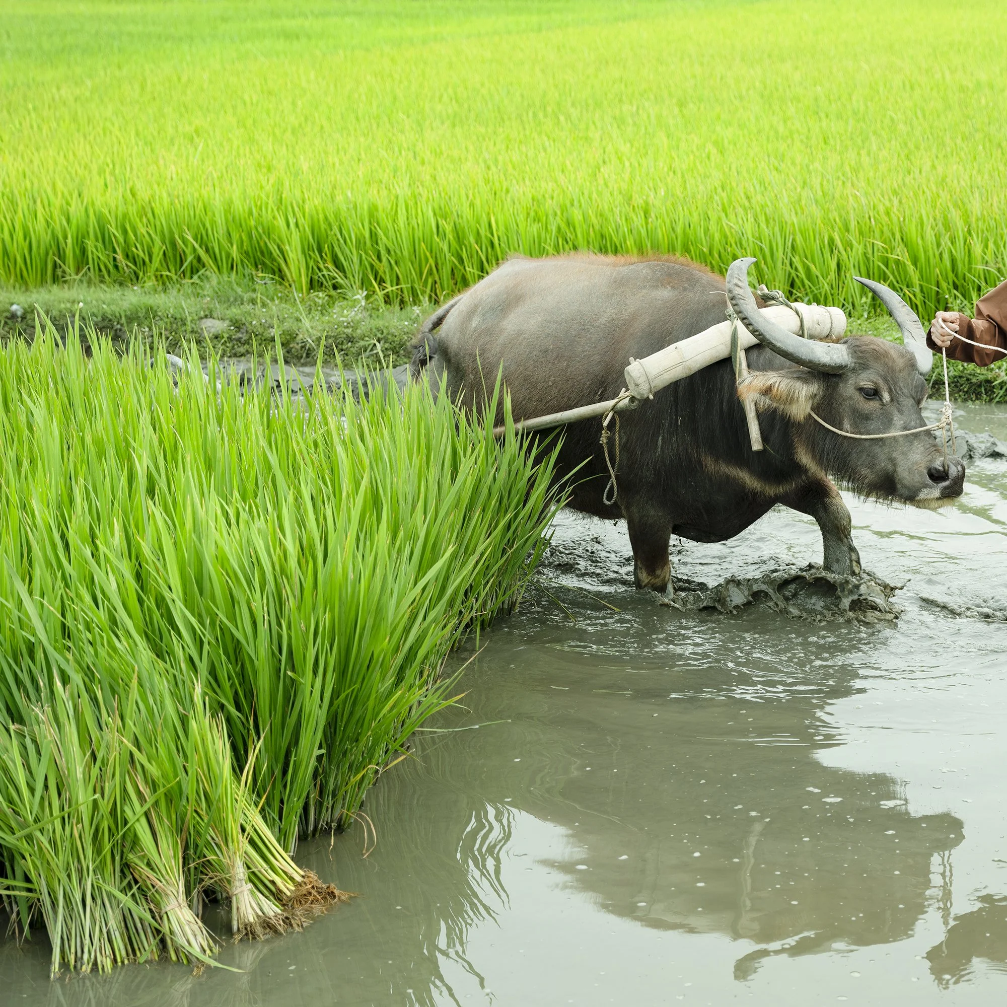 Gerald Berghammer - Color landscape photography. A farmer wearing a conical hat guides a water buffalo through a flooded rice field. Print detail 1