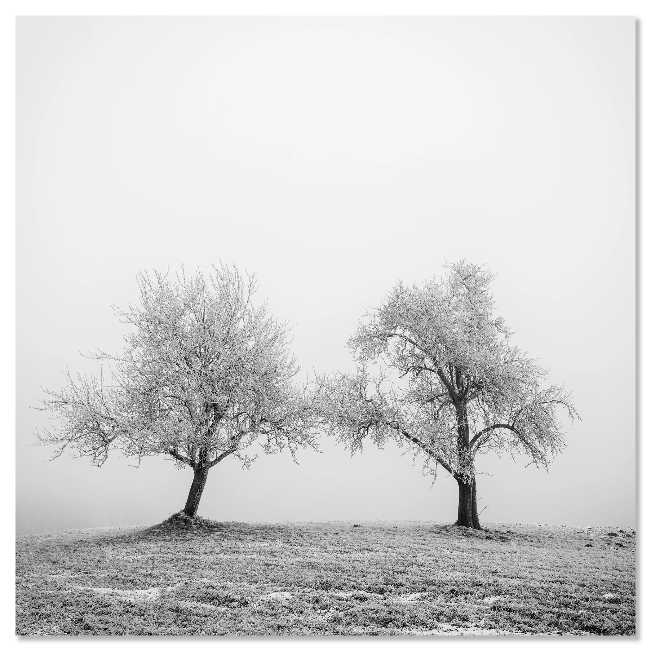Two frost-covered trees in a quiet winter landscape, their branches reaching towards each other – dibond frameless