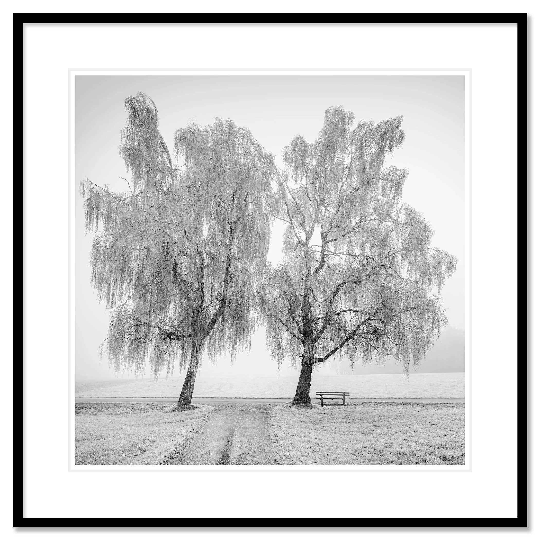 © 2025 Gerald Berghammer - Black and white landscape photography. Two leafless trees near a park bench on a foggy day, with a dirt path leading towards the trees. Classic framed black