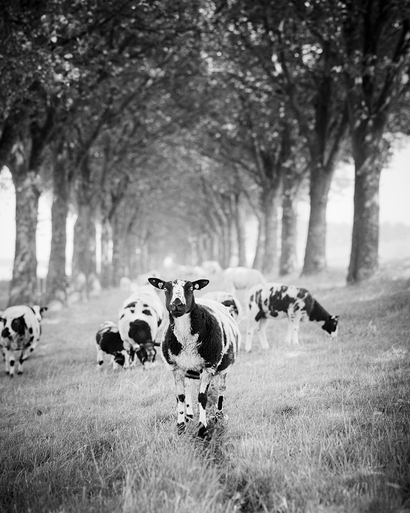 Black and white photograph of a herd of sheeps grazing on a grassy field under a row of trees.
