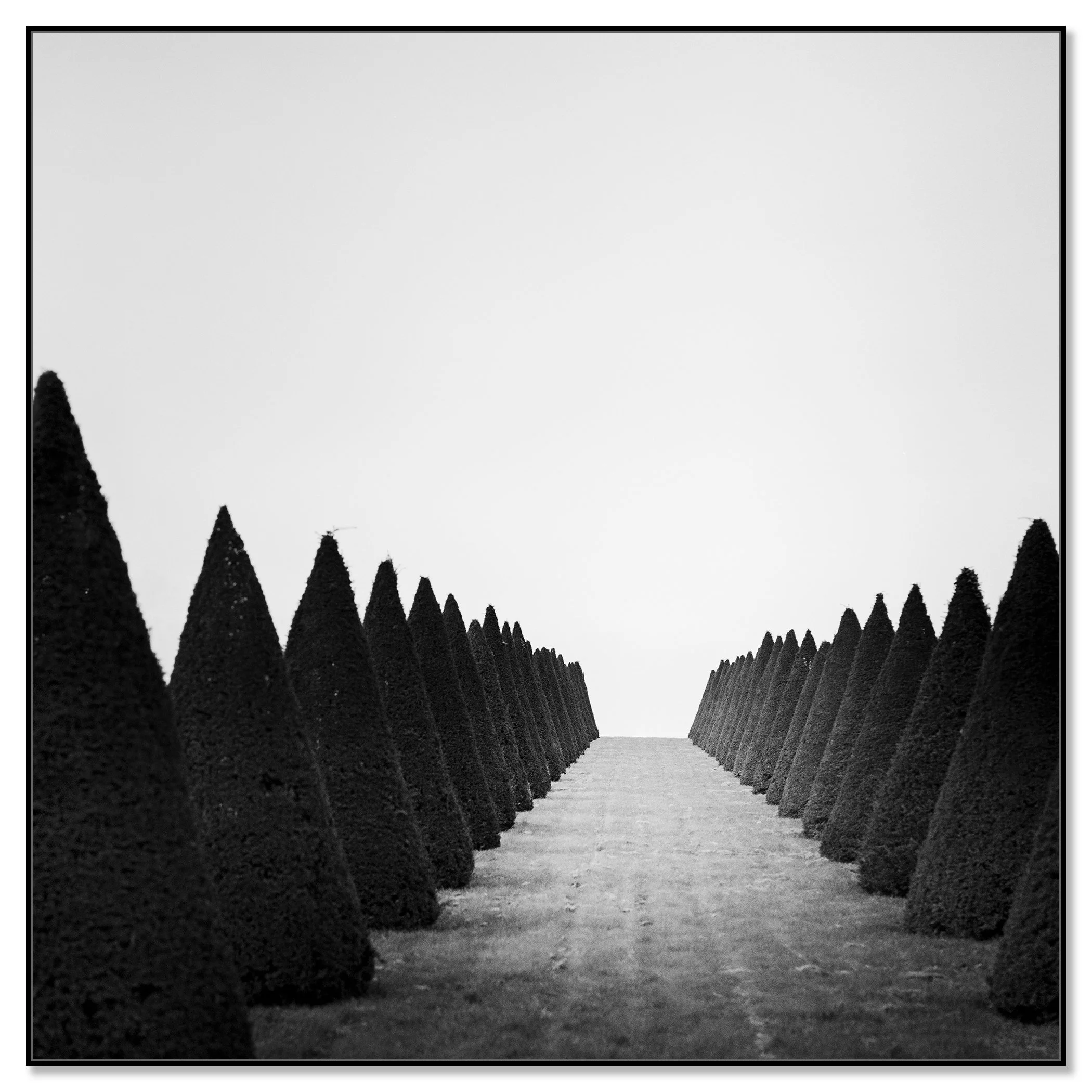 Hedges Study 4 displayed as a black-and-white Dibond print in a black aluminium ArtBox by Gerald Berghammer.