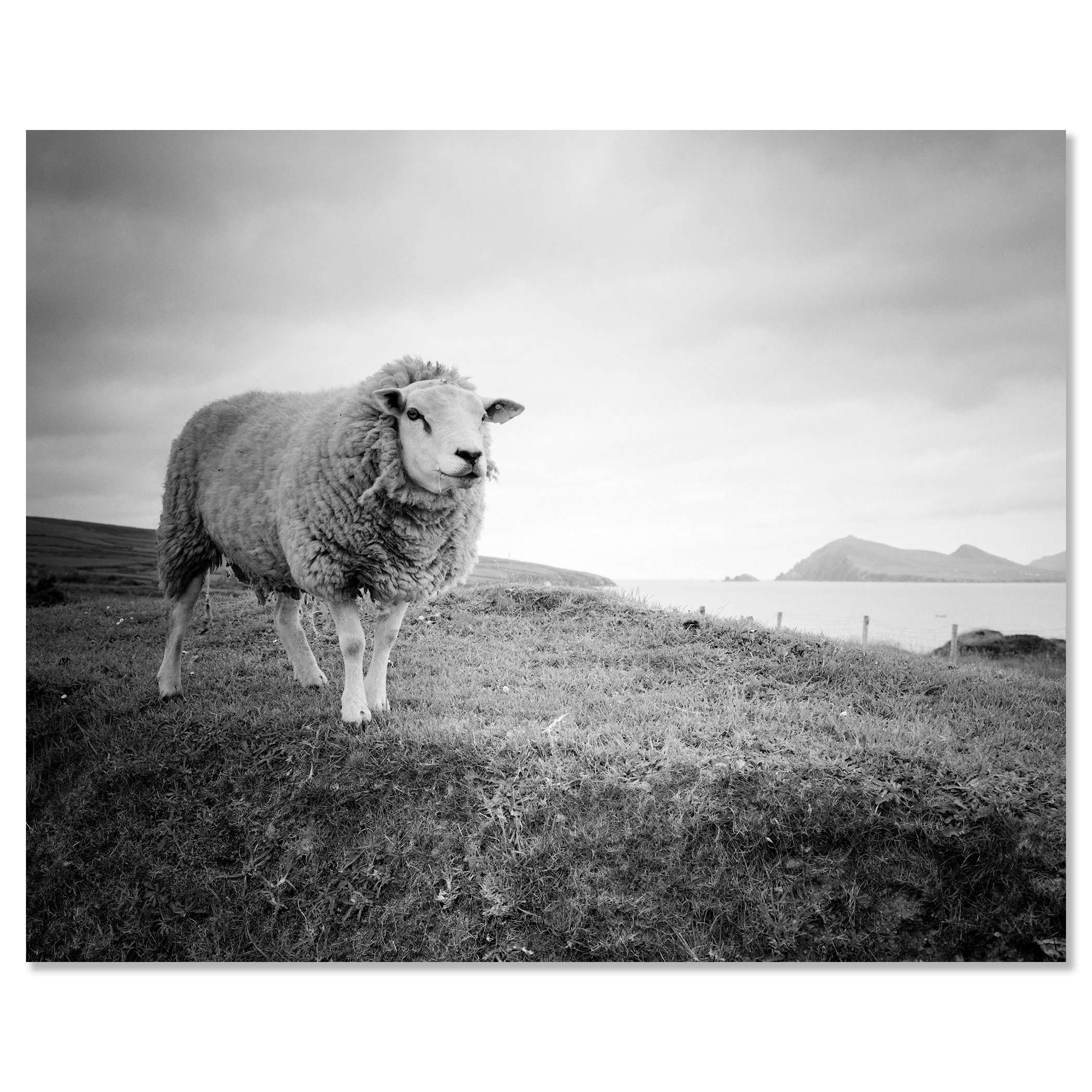 Gerald Berghammer - Black and white landscape photography. A sheep standing on grassy land near the Atlantic Ocean with hills on a small island. Chromaluxe frameless