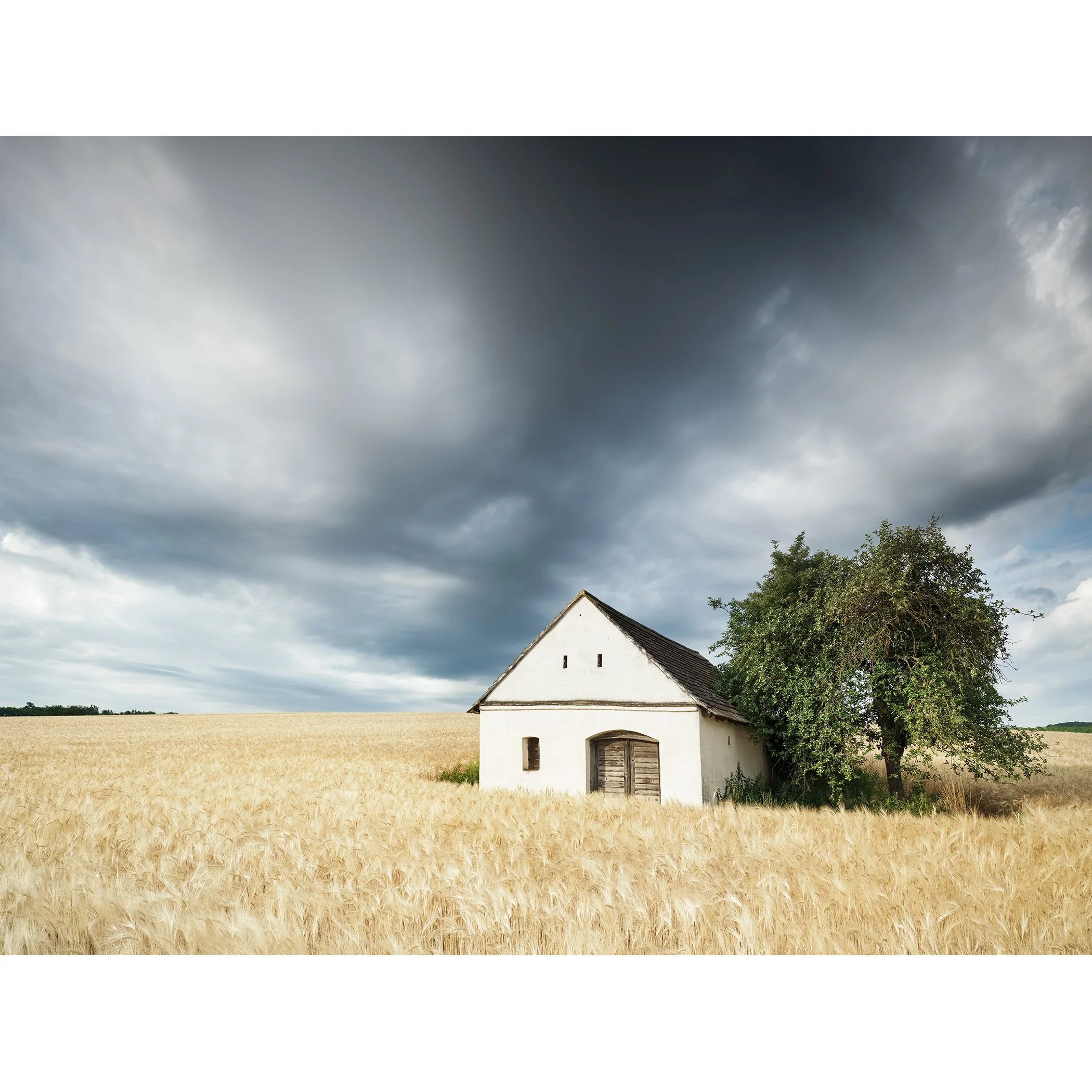 Small white wine press house in a golden wheat field under dramatic storm clouds