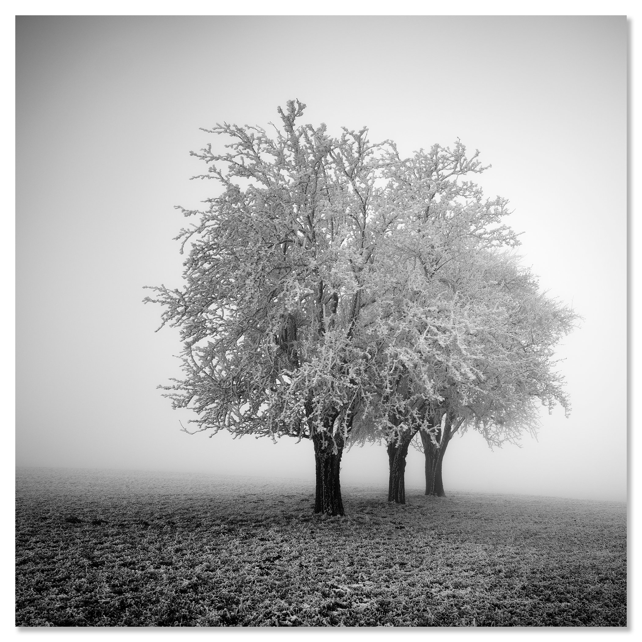Black and white photo of icy trees in a quiet rural field – dibond frameless