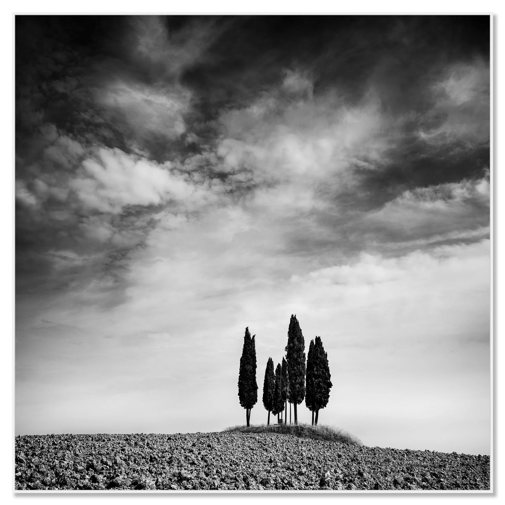Circle of Cypress Trees Study 2 presented in a white aluminium ArtBox frame by Gerald Berghammer.