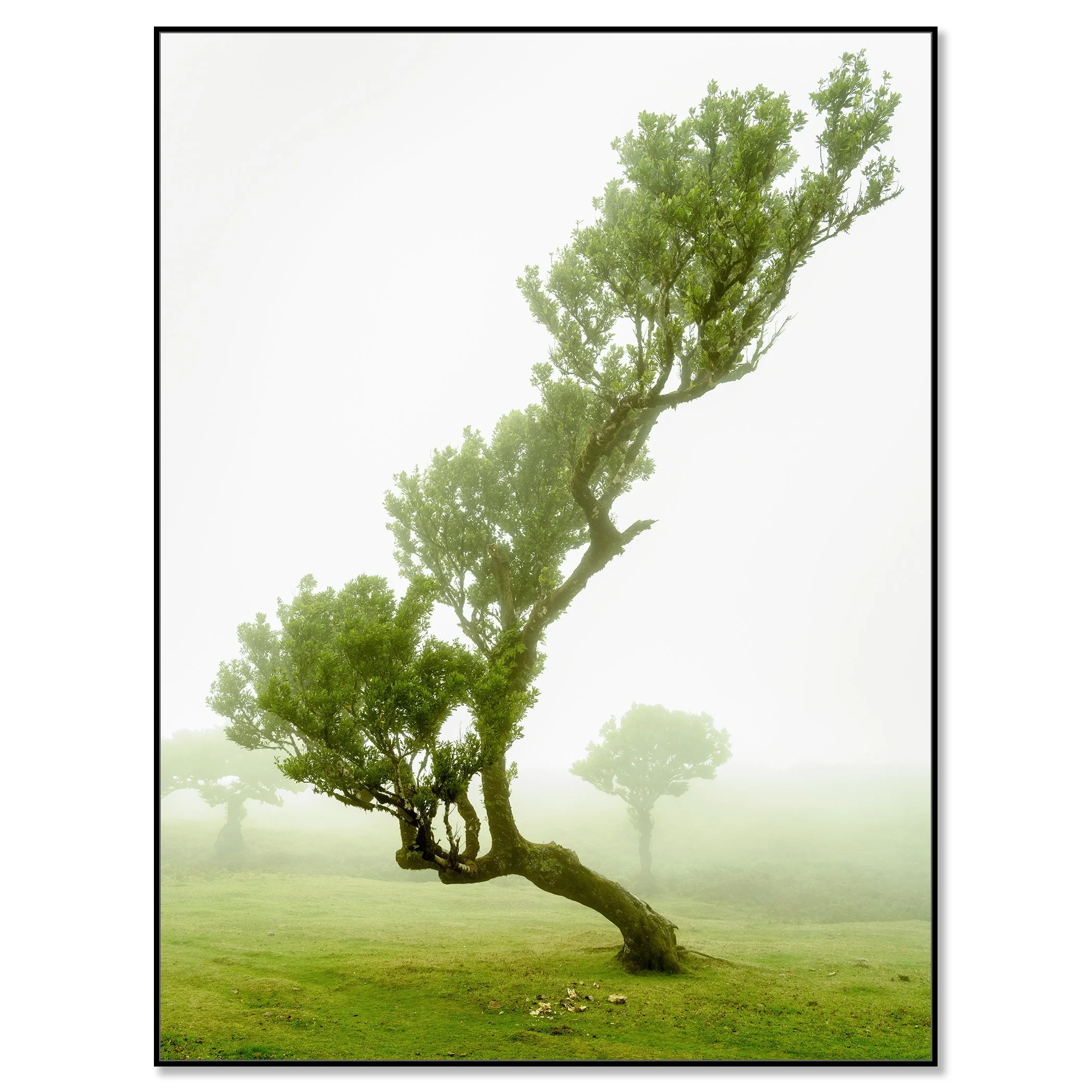 Bent, twisted tree with green leaves in a foggy woodland landscape – framed ArtBox black