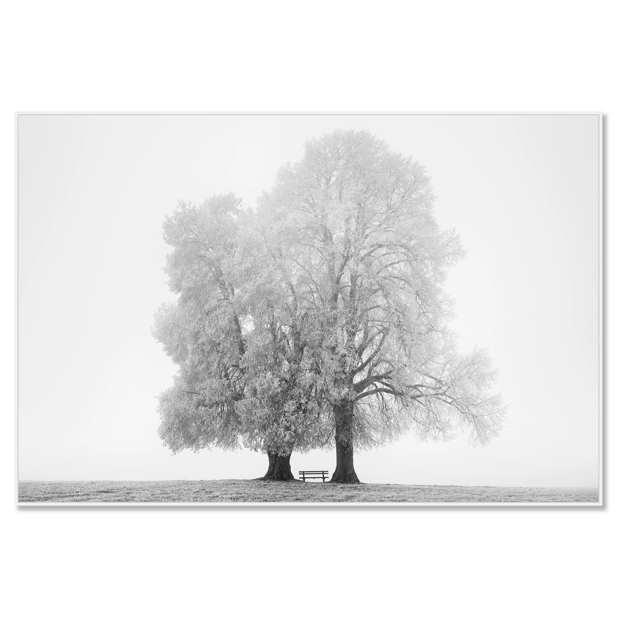 Gerald Berghammer - Black and white snow landscape photography. Two large, leafless trees with a small bench between them on a grassy field. Chromaluxe framed white