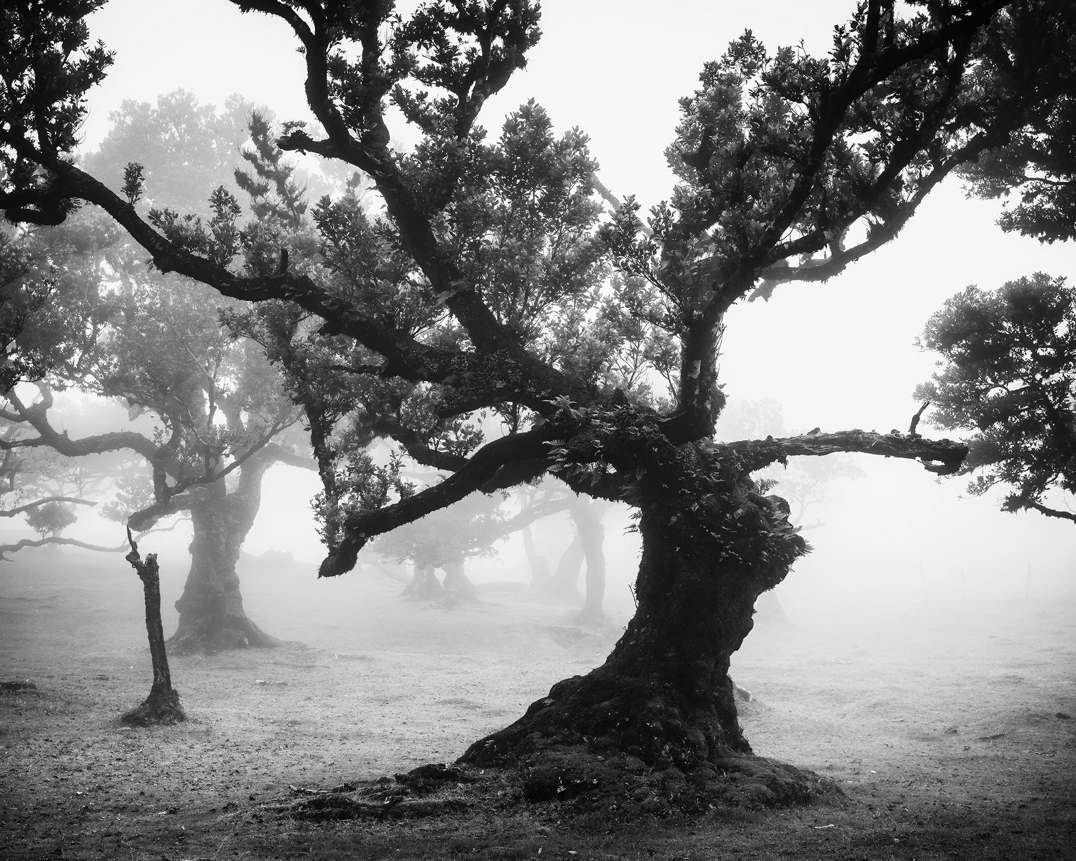 Moody black-and-white photo of a twisted, gnarled tree in misty Madeira’s Laurisilva forest, with fog and woodland fading behind