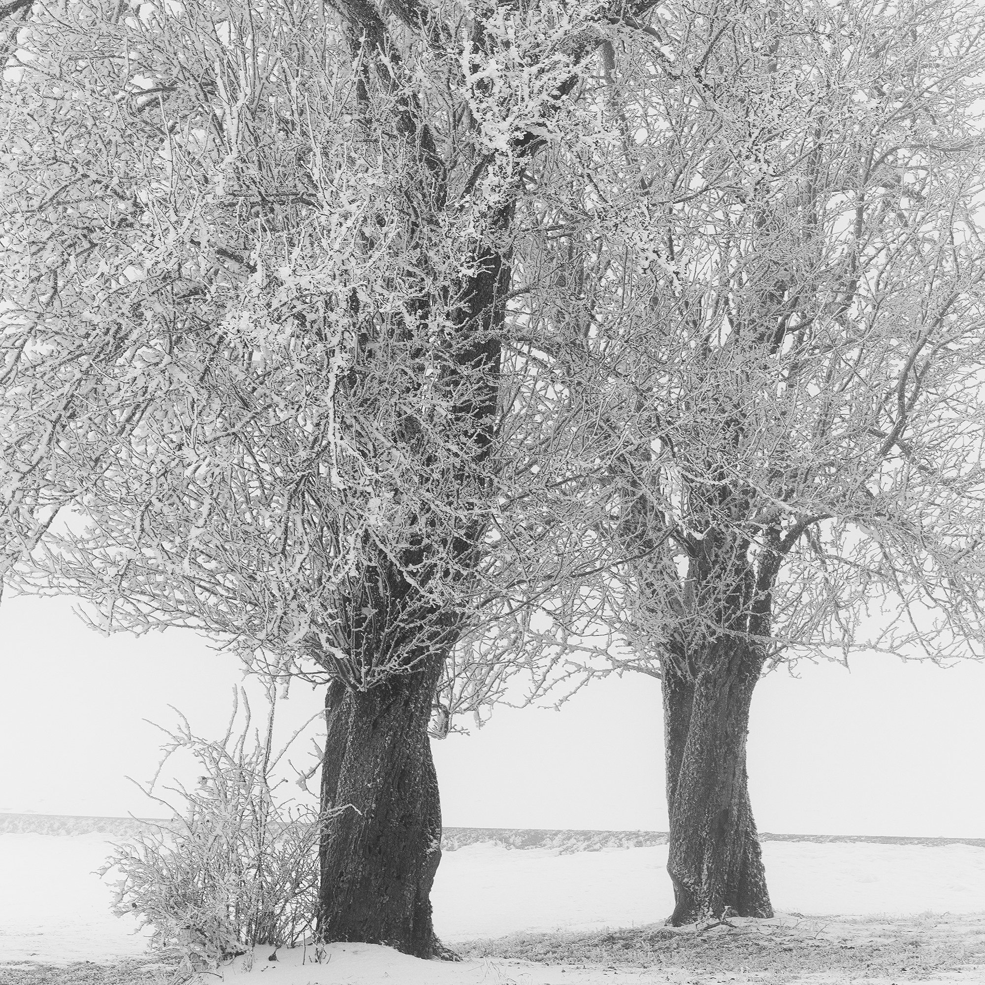 Close-up detail of frost-coated branches and textured tree trunks in Frosted Trees in Silence.