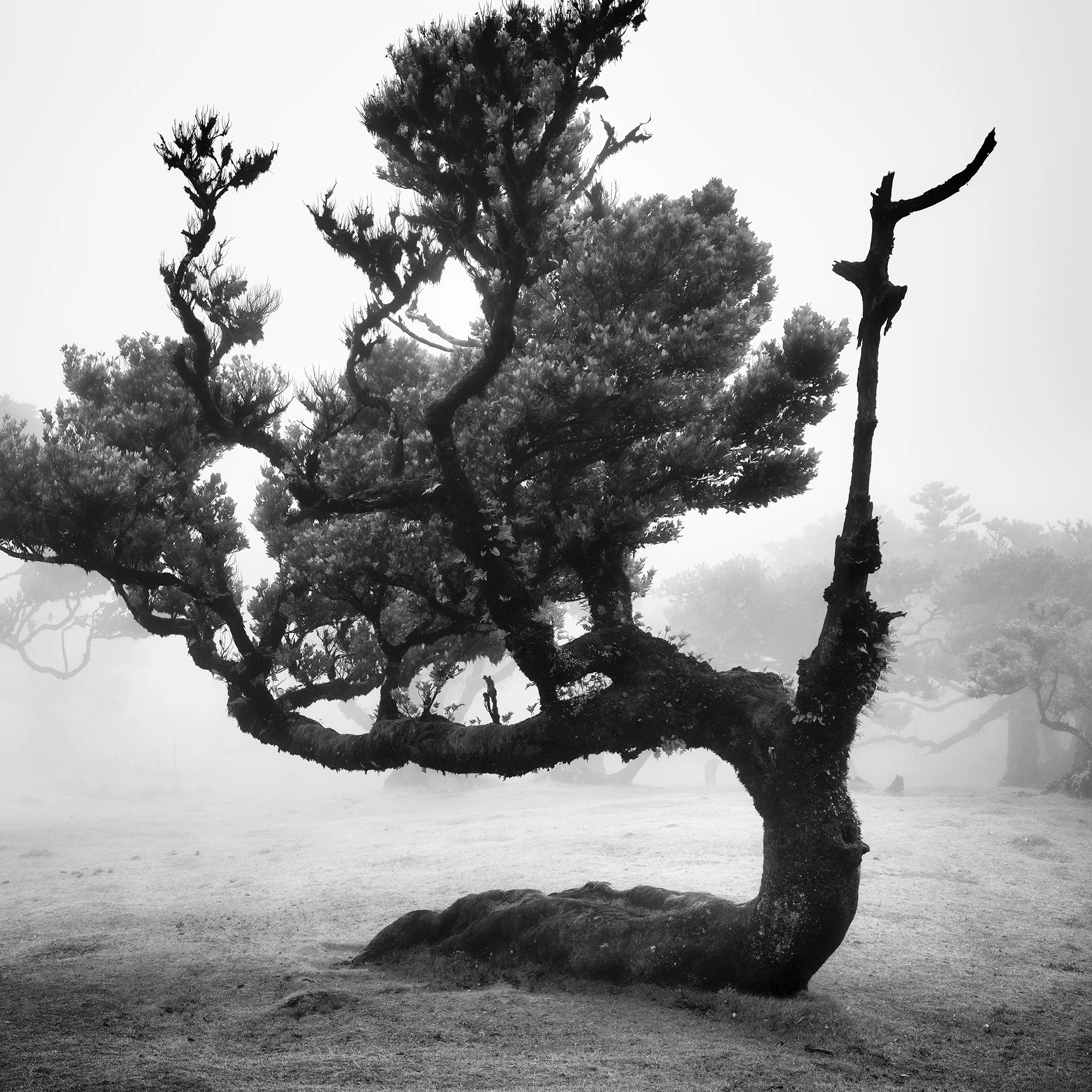 Detail of Ancient Laurisilva Forest Study 12 showing the sculptural ancient laurel tree in Madeira’s misty Fanal Forest.