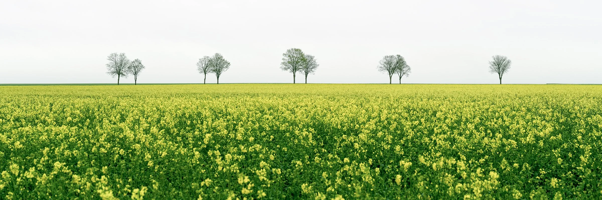 © 2023 Gerald Berghammer. A wide field of yellow flowering plants stretches across the foreground, with a thin line of evenly spaced leafless trees on the horizon beneath a pale, empty sky.