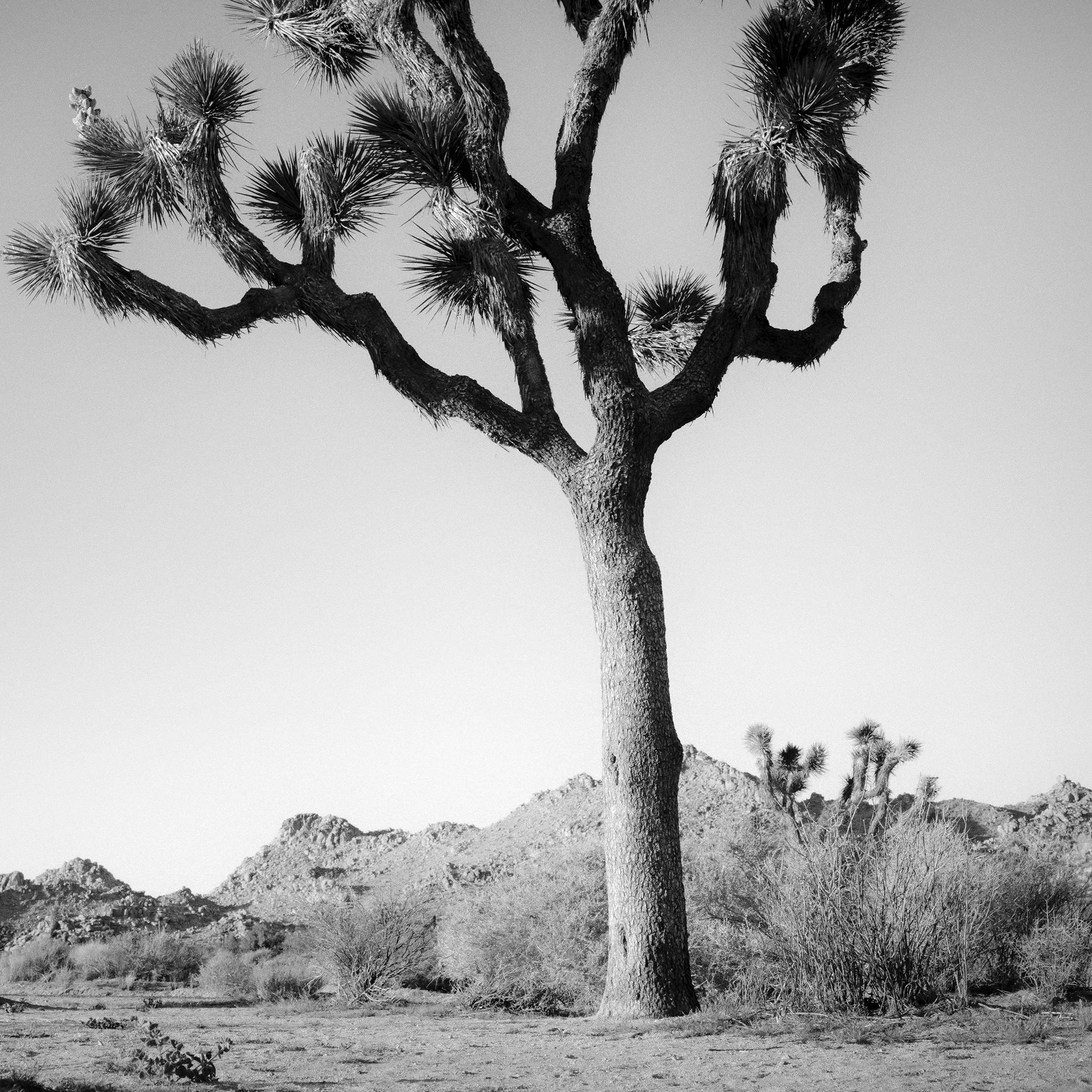 © 2015 Gerald Berghammer - Black and white minimalist photograph of a tall desert Joshua tree with mountains in the background. Print detail 3