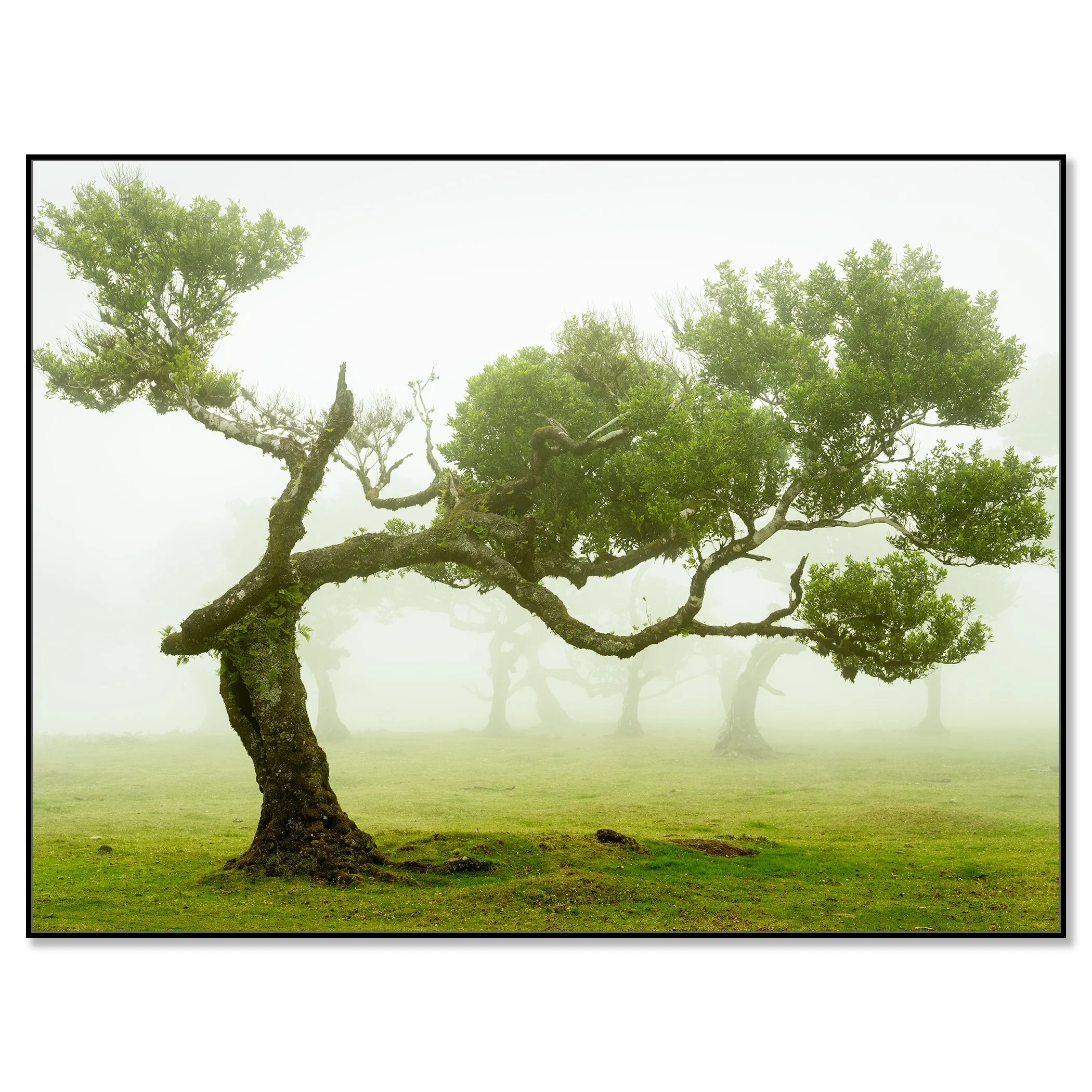 Minimalist landscape scene of a single windswept tree on a green field, with soft mist and fog flattening the distant horizon – framed ArtBox black