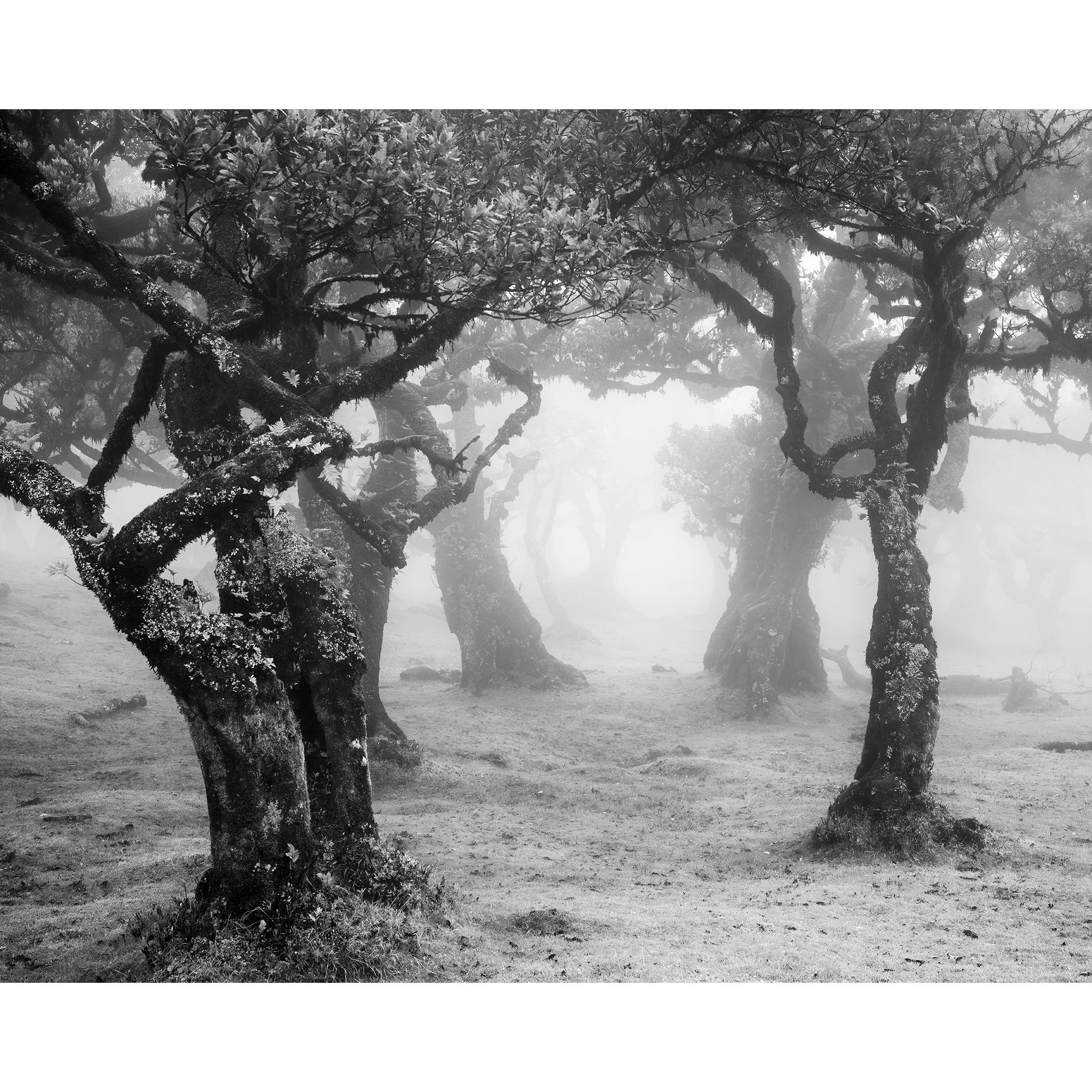 Atmospheric black-and-white photograph of twisted laurel trees in Madeira’s misty Fanal Forest by Gerald Berghammer.