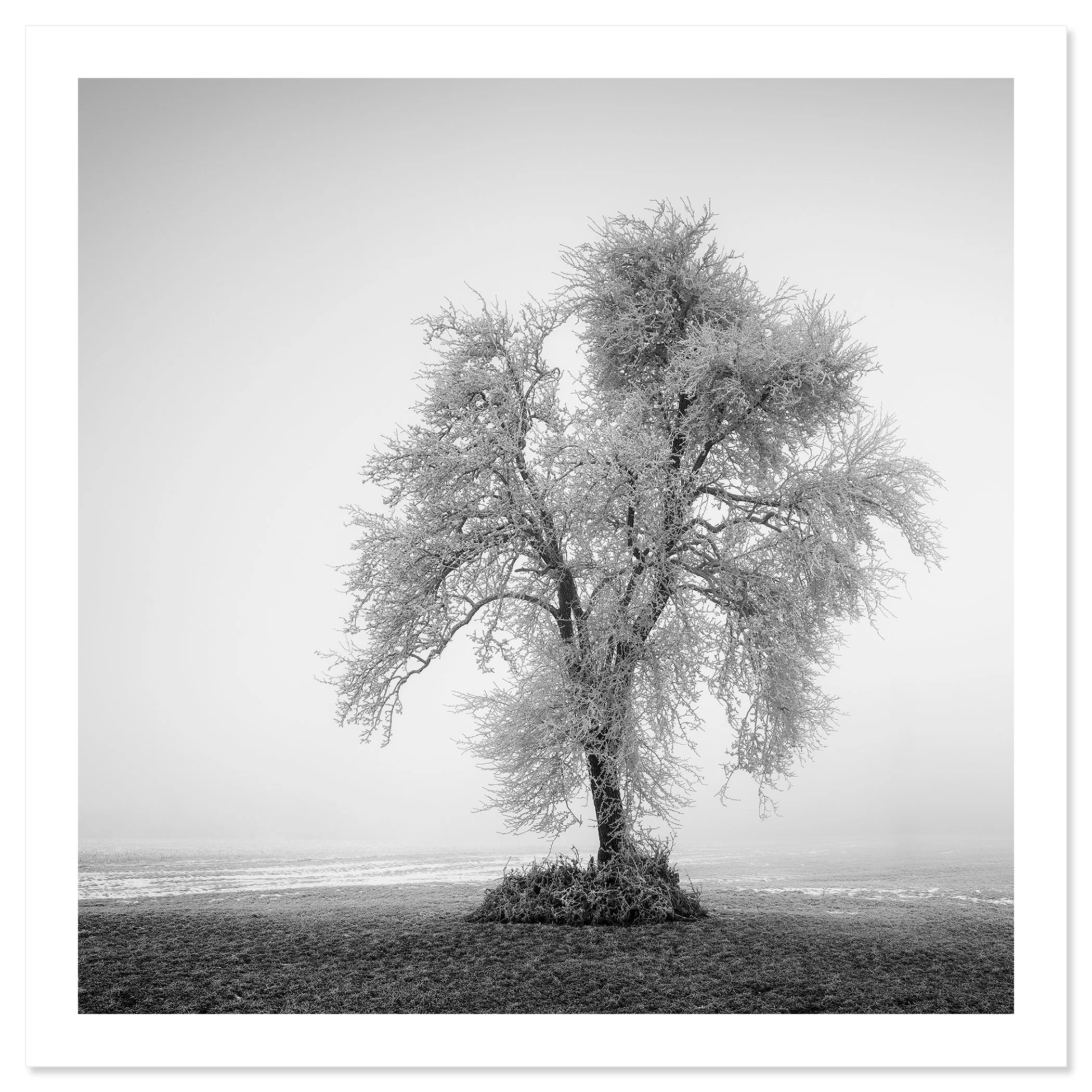 Hoarfrosted Lonely Tree, Study 1 as an archival pigment fine art print with a white border by Gerald Berghammer.