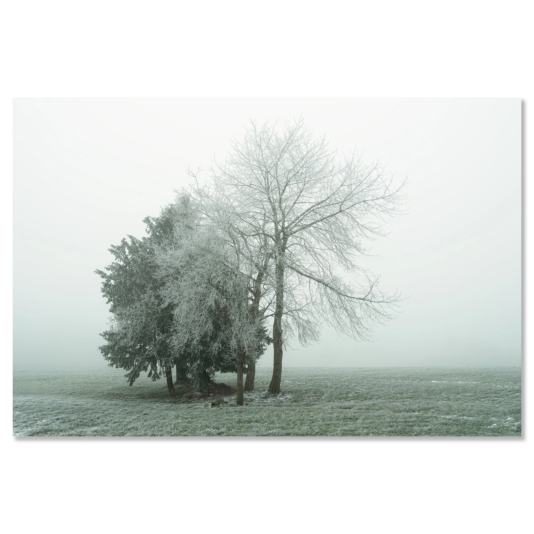 Gerald Berghammer - Color minimalist landscape photography. Frost-covered trees in a foggy winter landscape with green grass. Chromaluxe frameless