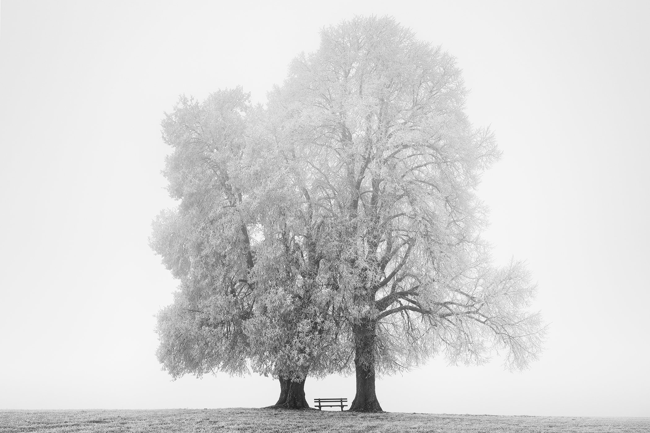 Minimalist black-and-white winter landscape by Gerald Berghammer, with two icy trees and a small bench in fog.