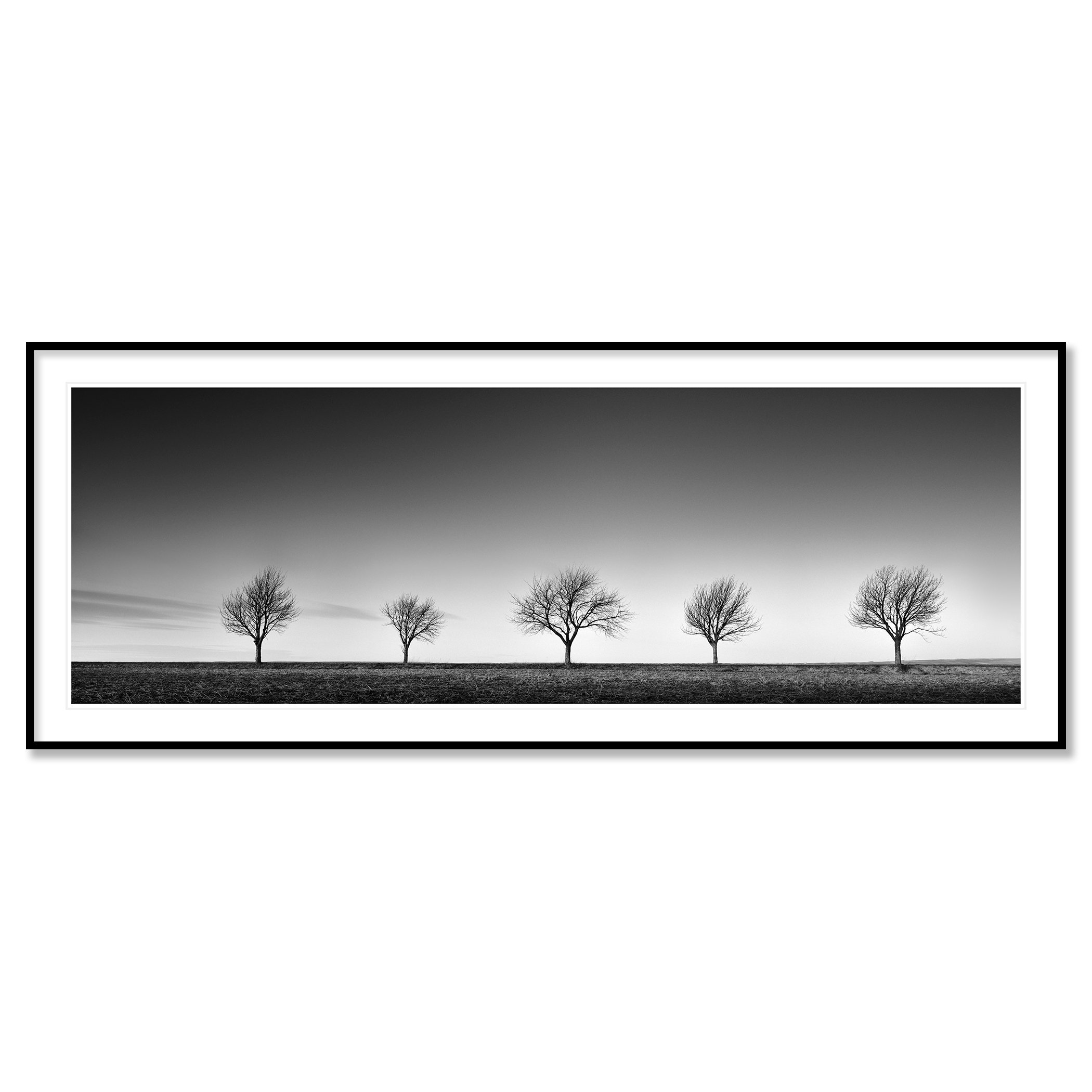 Row of Five Cherry Trees Panorama by Gerald Berghammer presented in a black aluminium frame with a white mount.